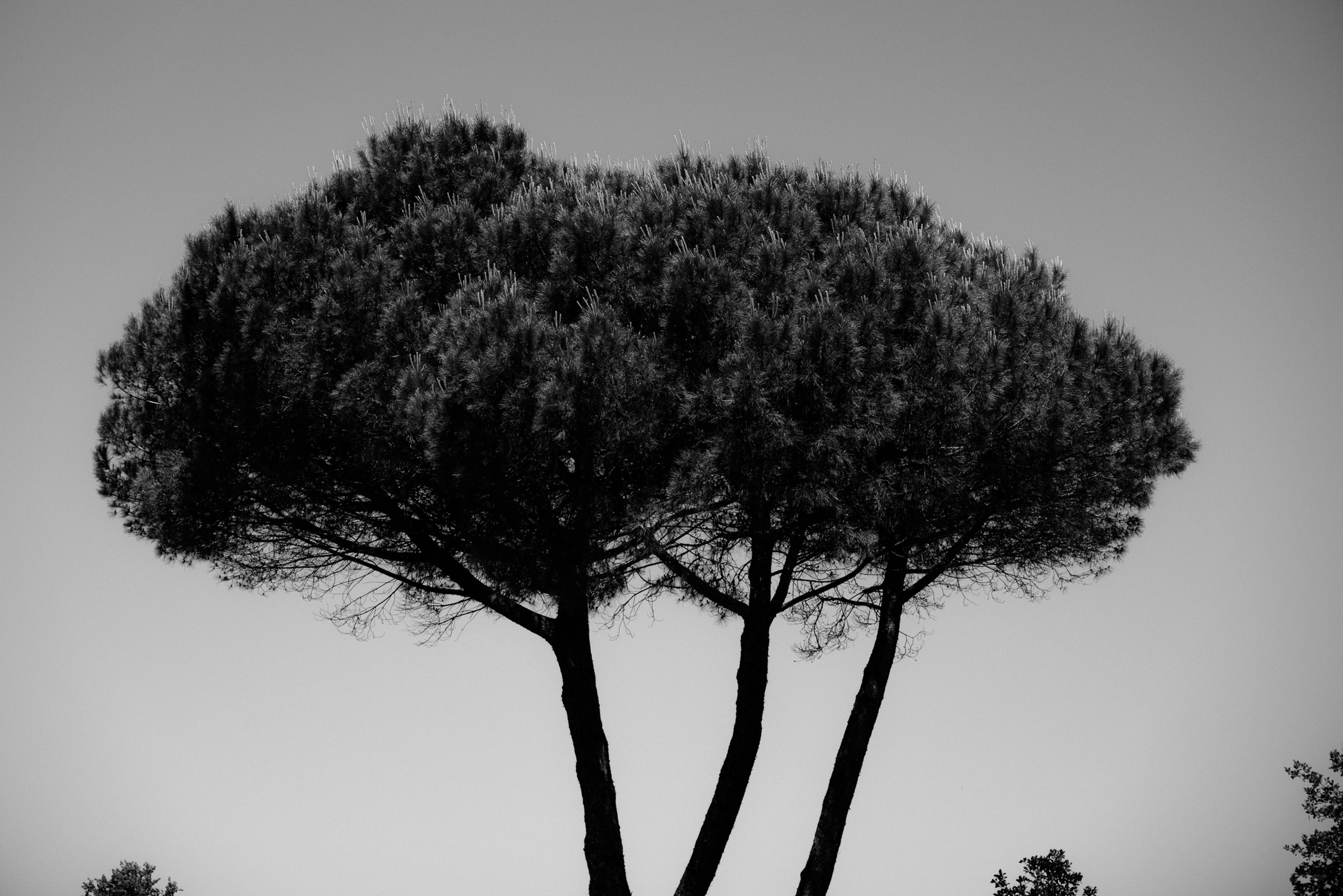 Melissa&Obaid. Wedding photographer Italy