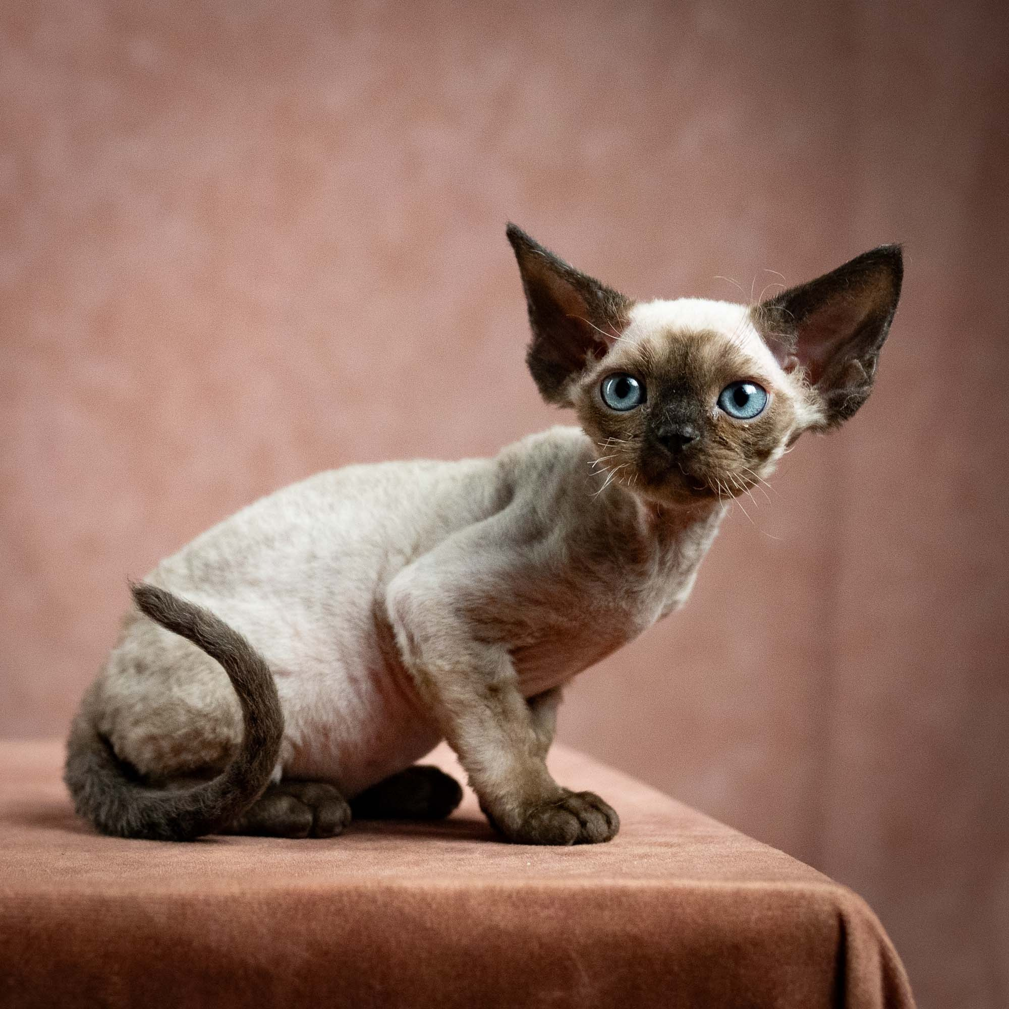 Leo, boy, born 12.20.2025. Devon Rex Pixie Cattery