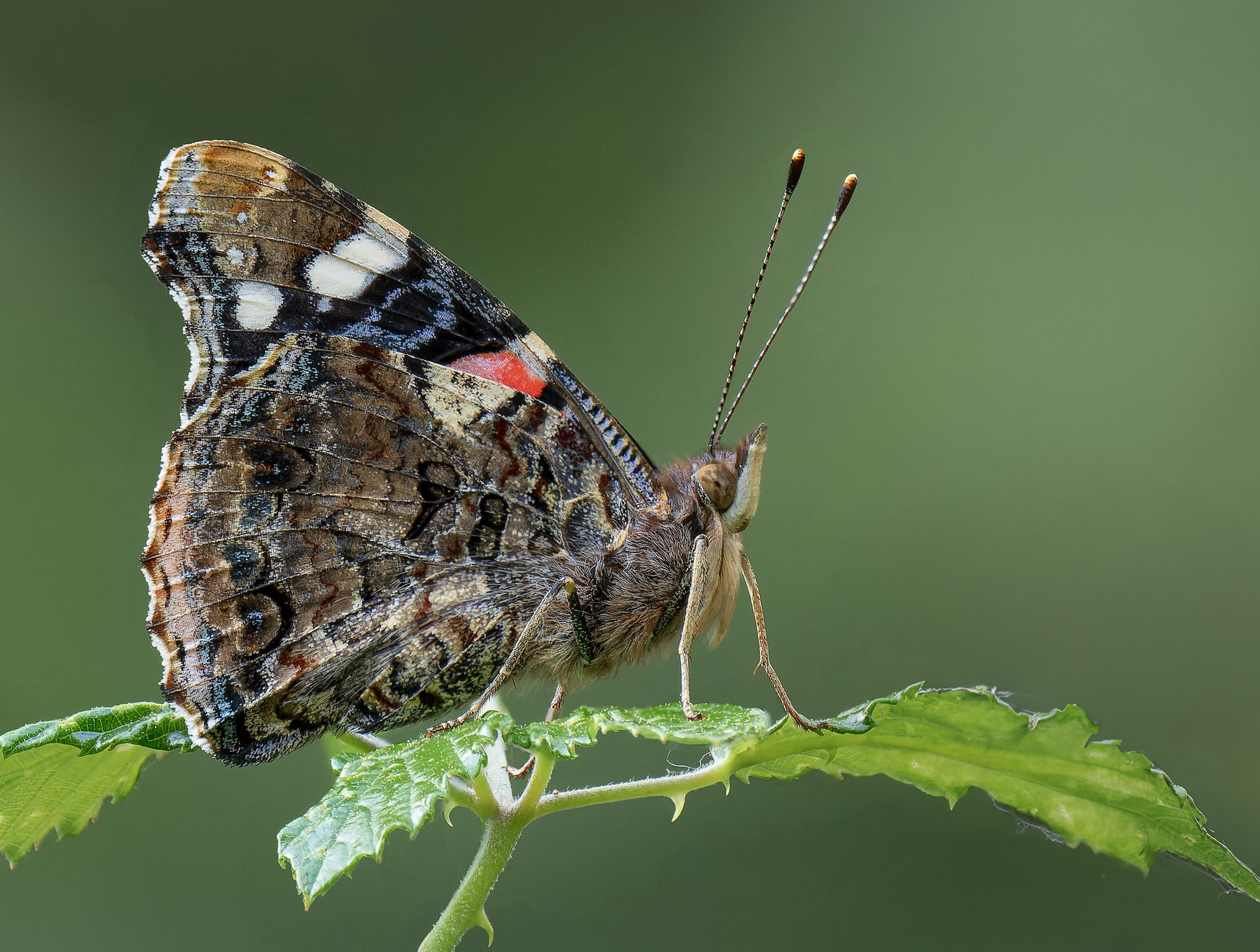 UK Wildlife Photography Gallery. Hedley Wright Photography | East Anglia Sport, Street, Wildlife, Landscape & Astrophotography