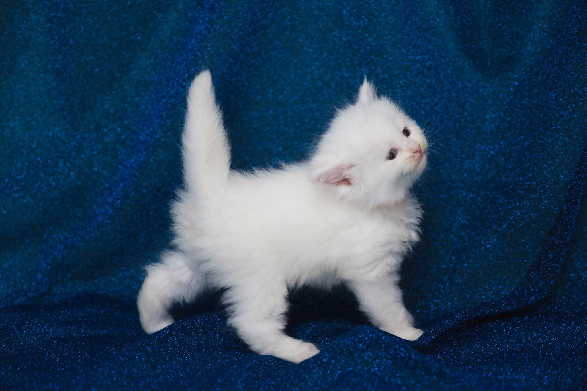 N-Andromeda. SIBERIALIS: Katzenzucht von Sibirischen und Neva Masquarade Katzen