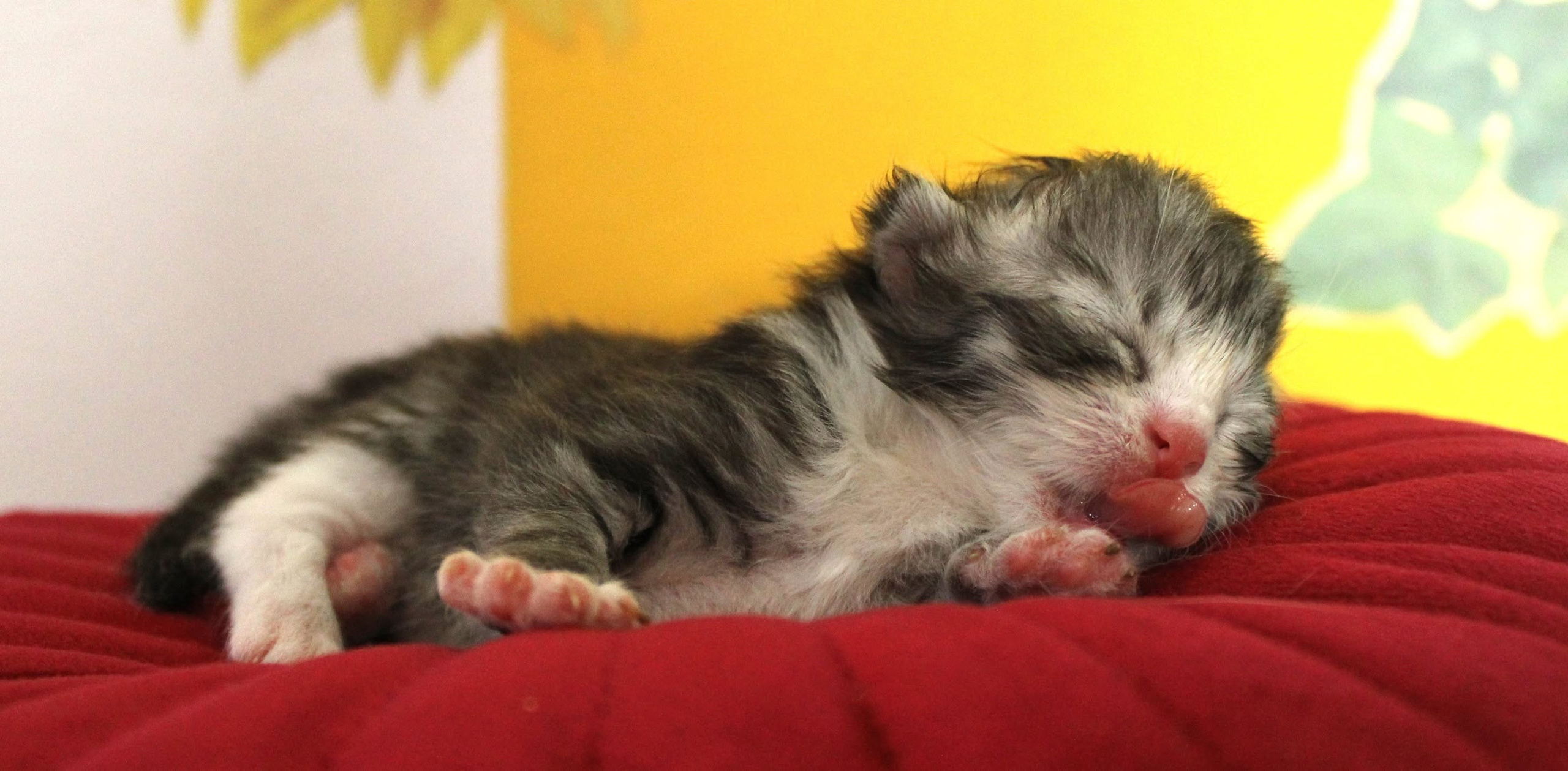 Katzen | Females. SIBERIALIS: Katzenzucht von Sibirischen und Neva Masquarade Katzen
