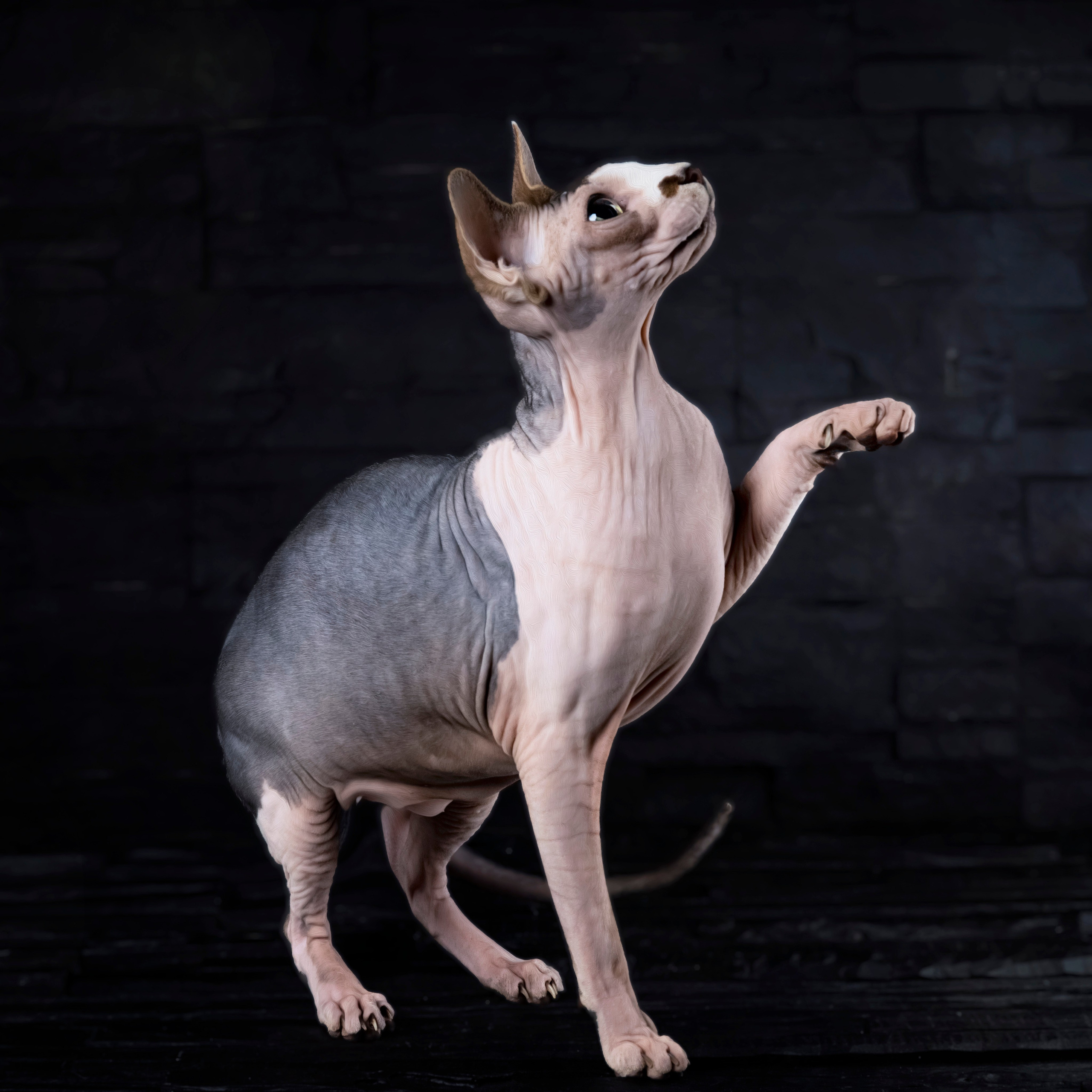 КОШКИ. LUKIN IGOR Photography