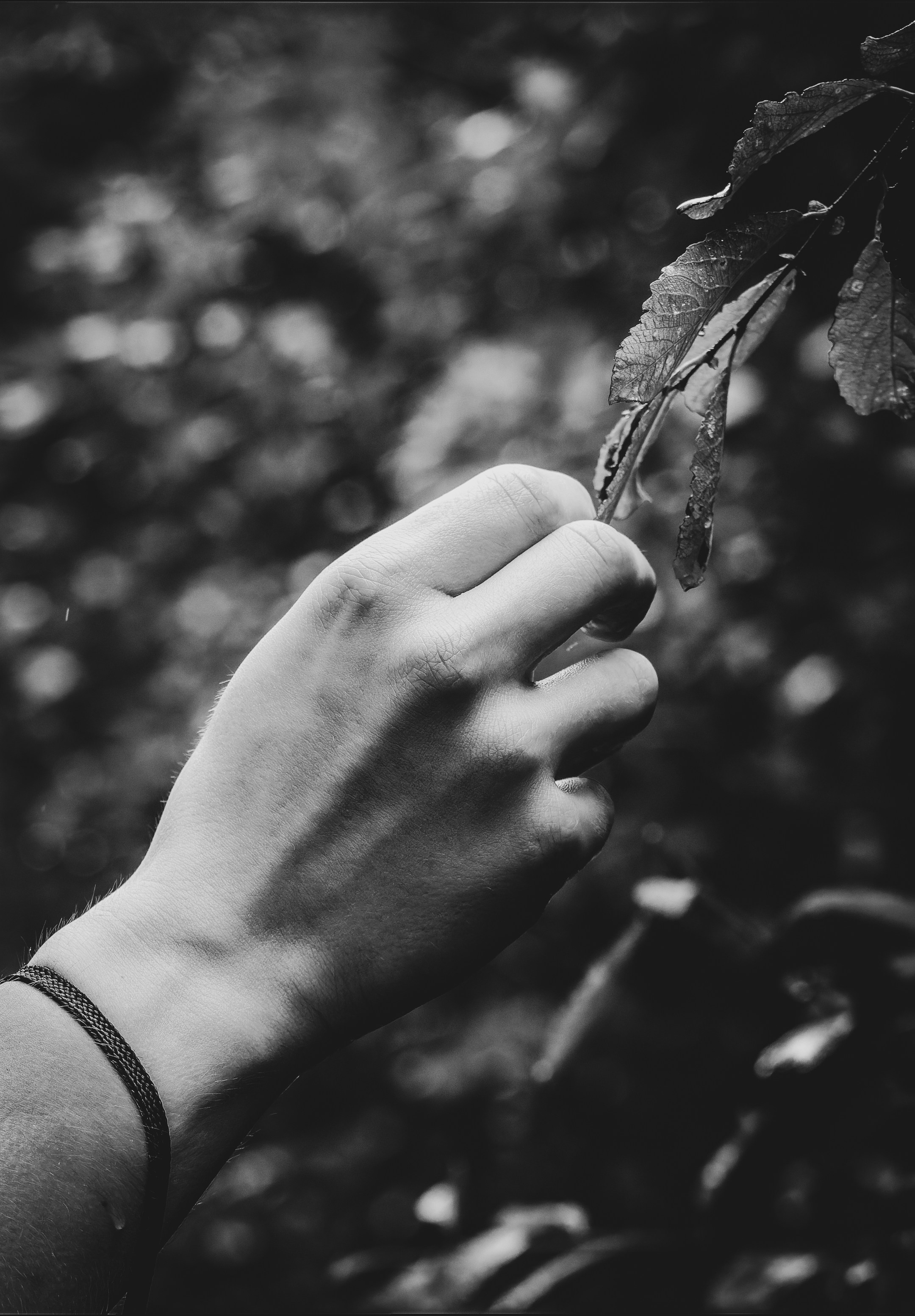 Mets, vihm ja jahedus (Dimitry). Nebula 25 — Fotod teie hingele