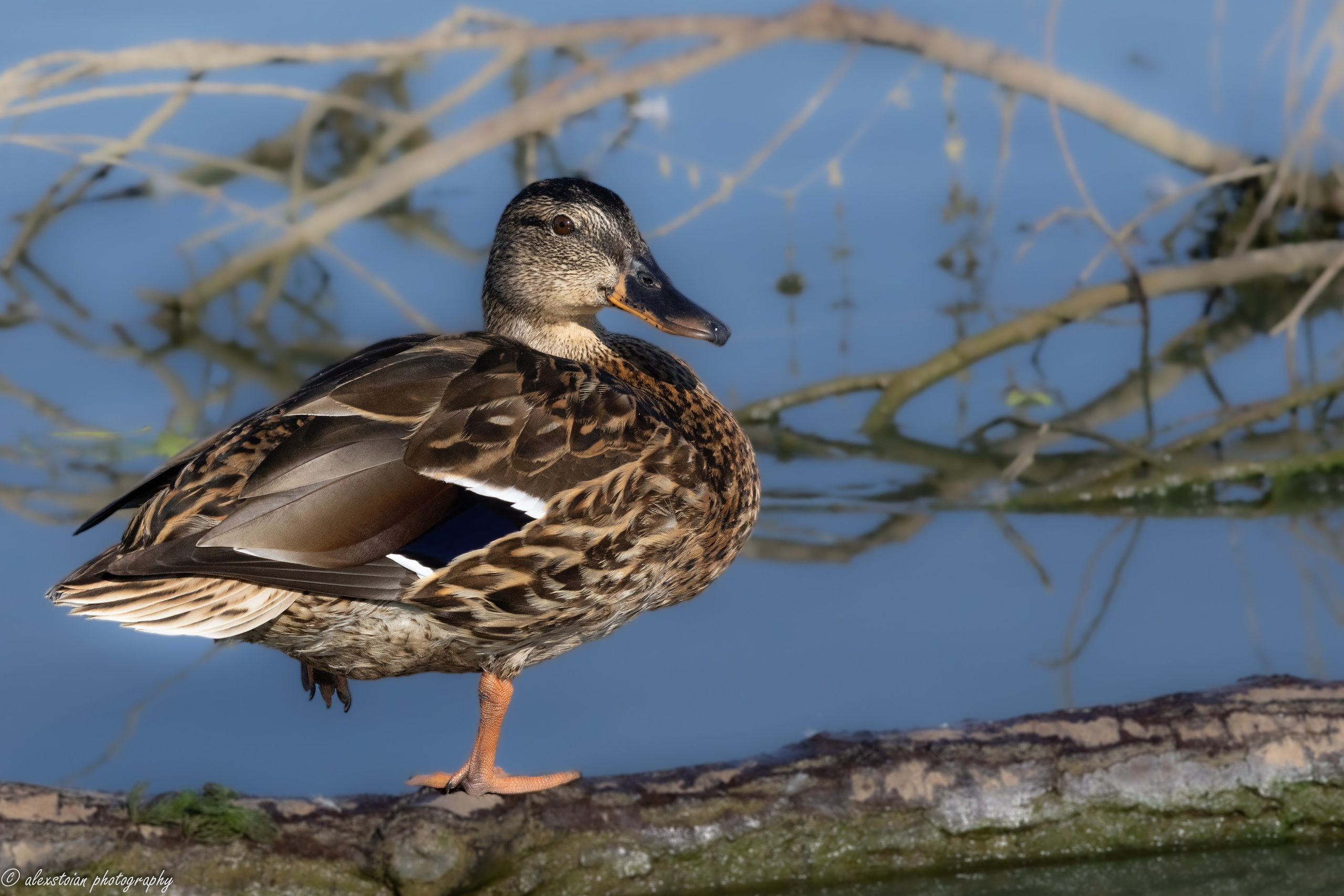 Delta Dunarii. Http://www.alexphoto.ro