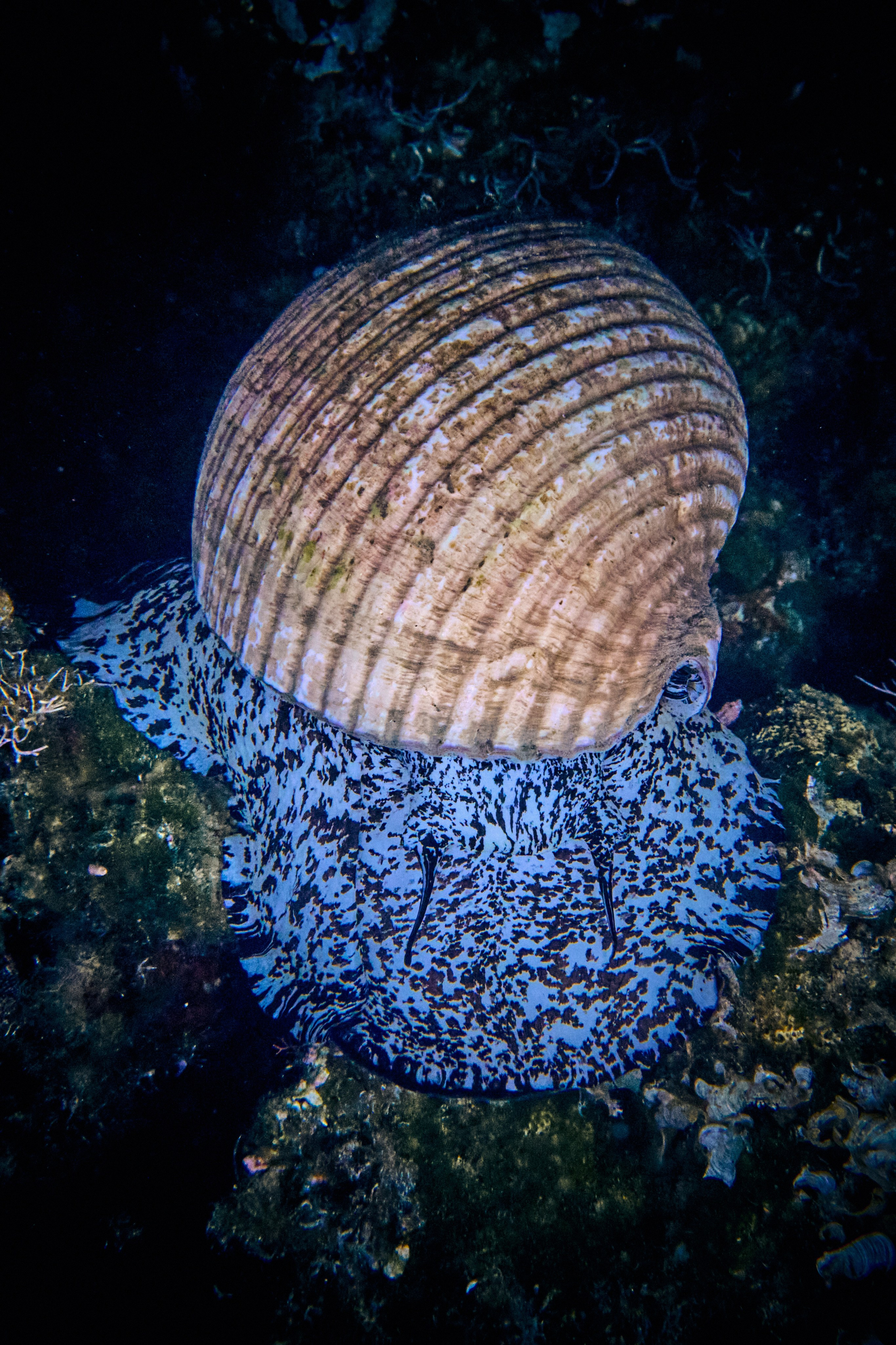 Mieszkańcy mórz. Andriej Szypilow — Photography & Videography