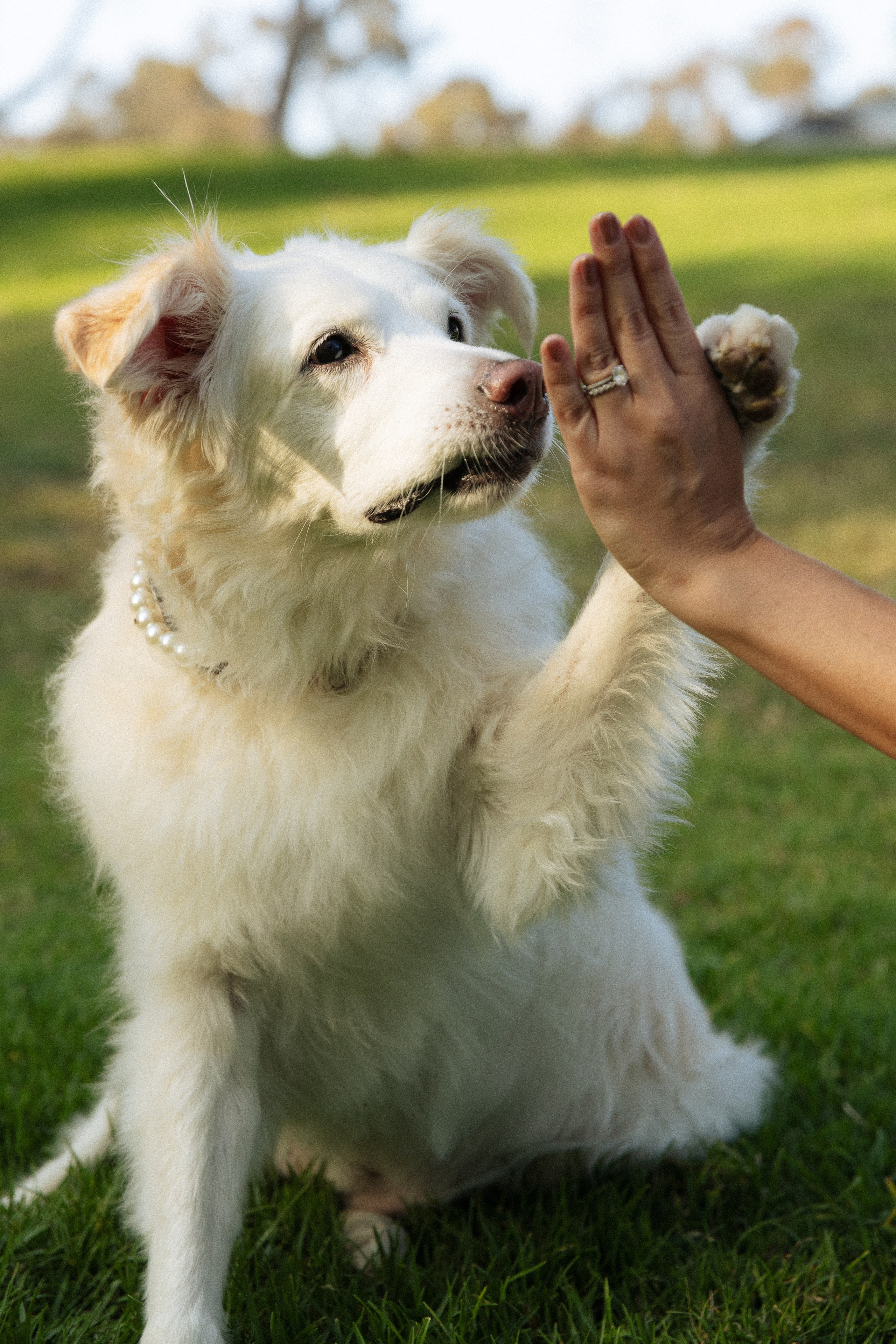 Ava. Big and loyal Love. Portrait, family, maternity & wedding photography & videography in SoCal Kseni Vibe