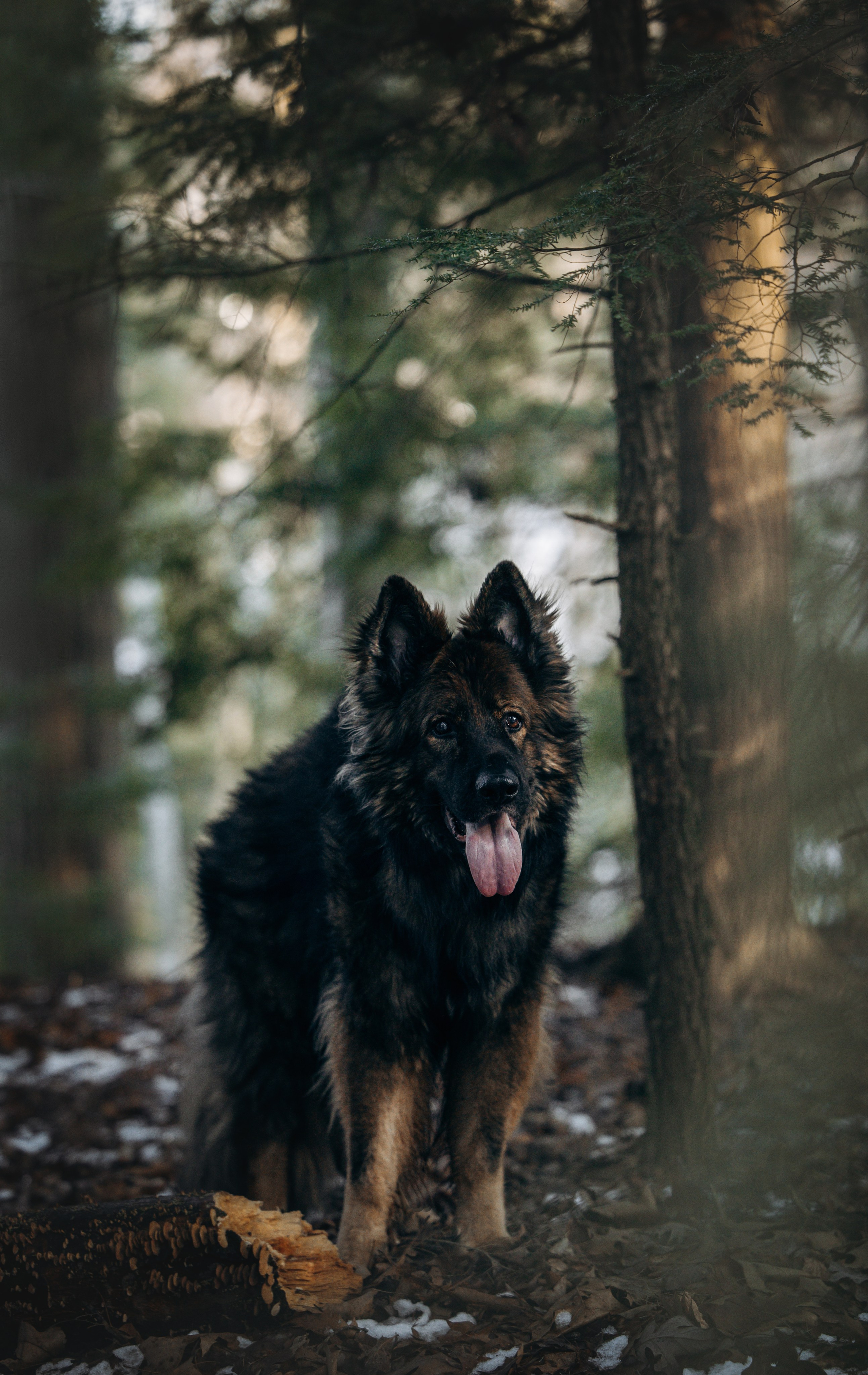 Ezra & Laura. Pet Photographer Viktoriya Aleshenko
