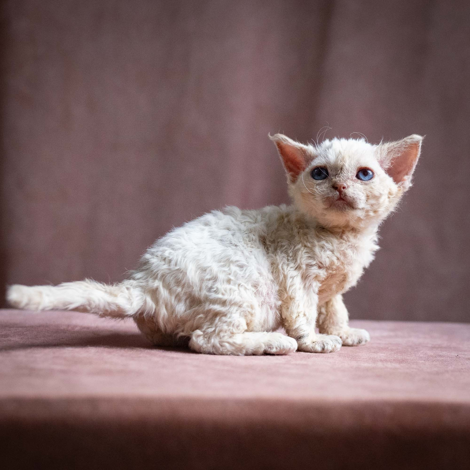 Quennie,  girl, born 02.14.26. Devon Rex Pixie Cattery