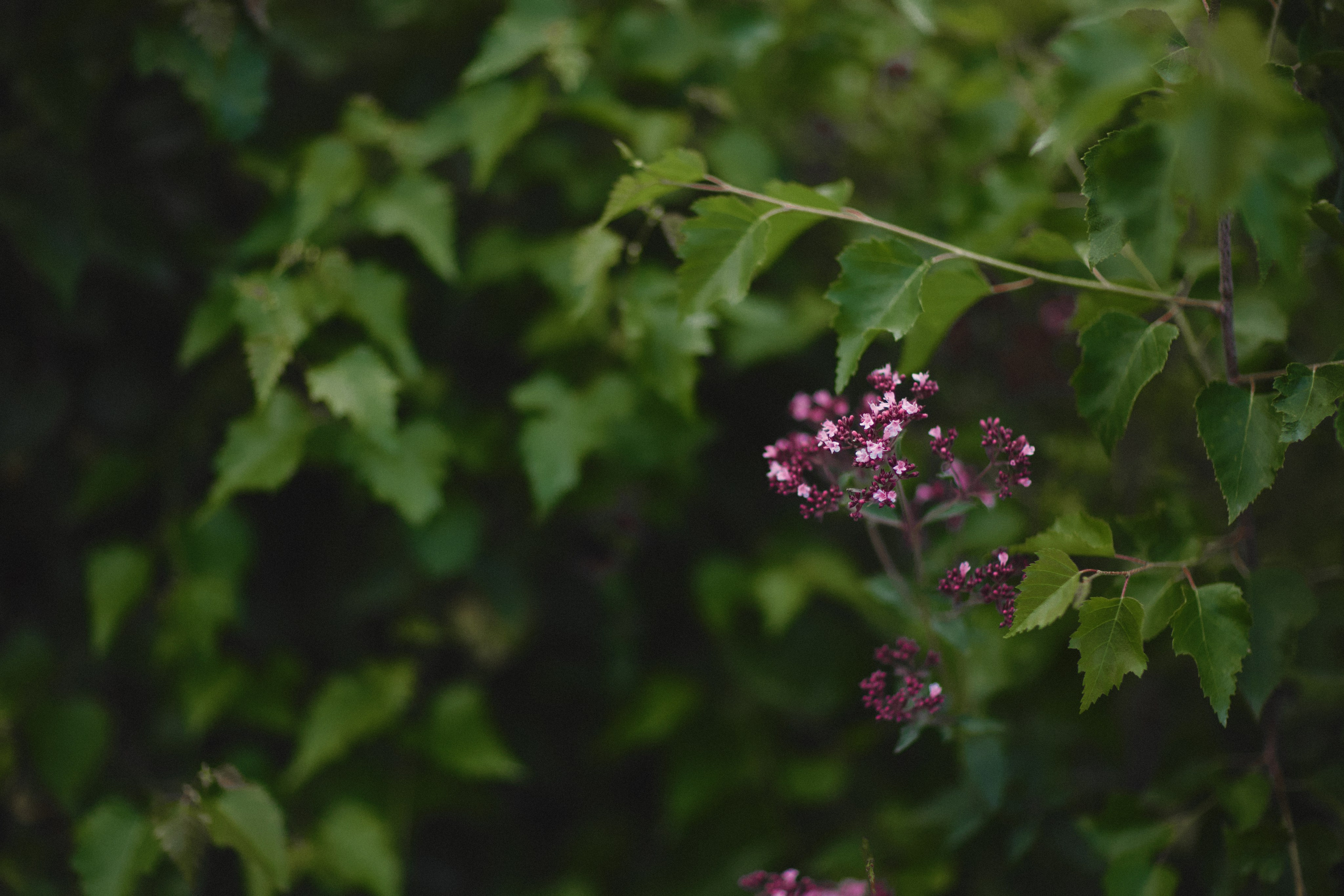 Мечты. Валерия Вартанова. Фотограф