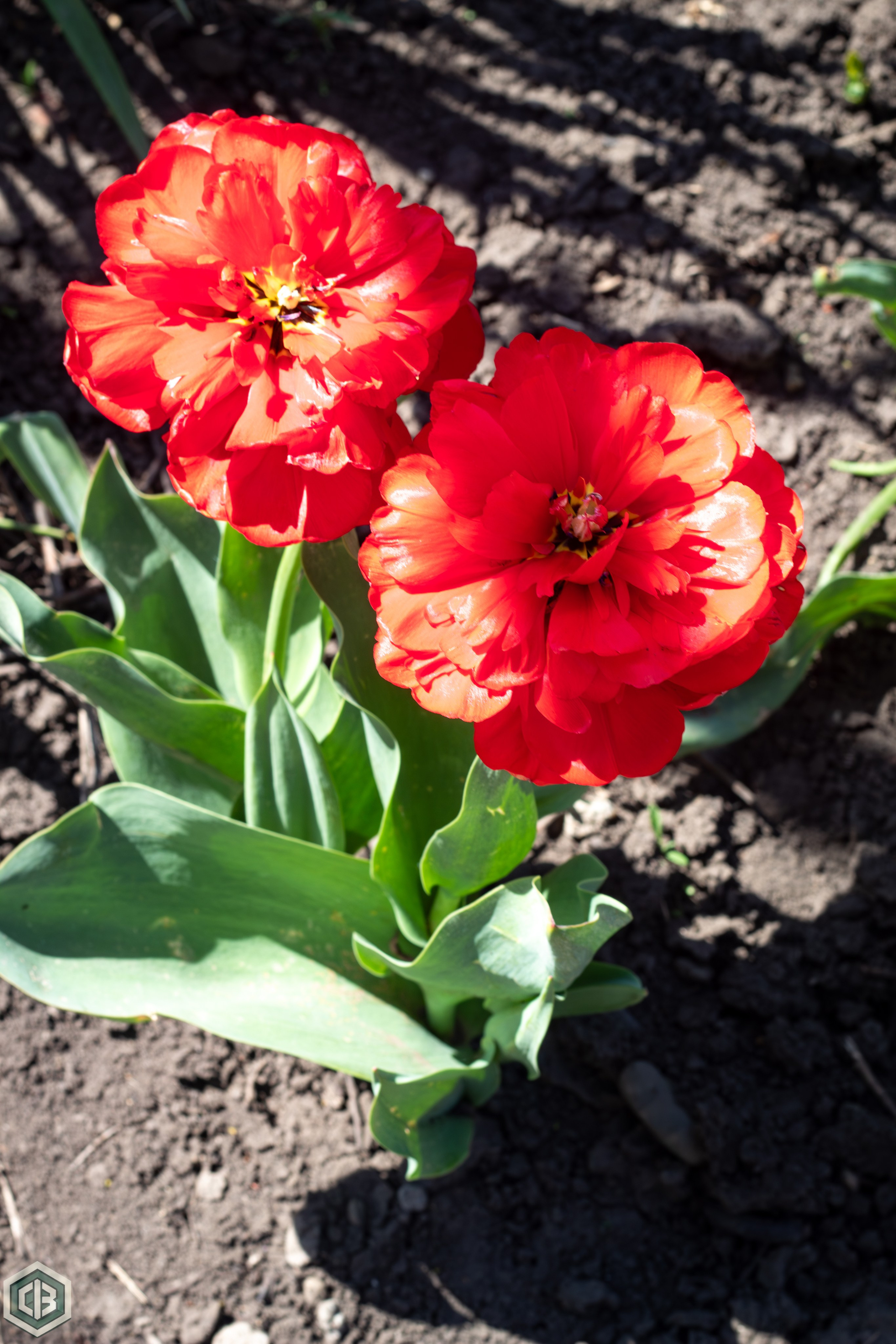 A bold greeting from spring. Cristian Baltag | Photography | Capturing Moments in Iasi