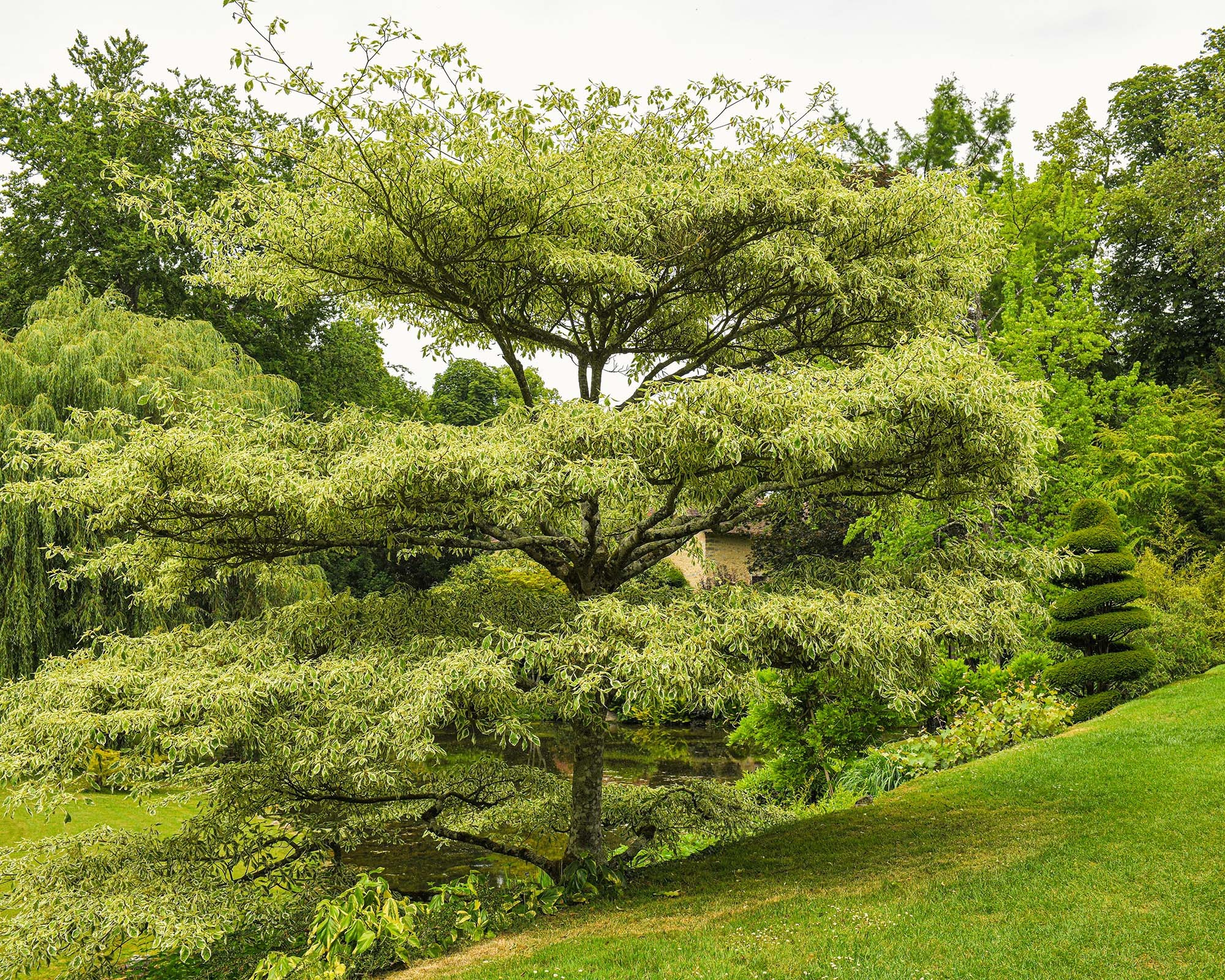Sculpted ornamental tree overlooking a pond in the gardens of Château de Courances, surrounded by lush greenery and landscaped grounds