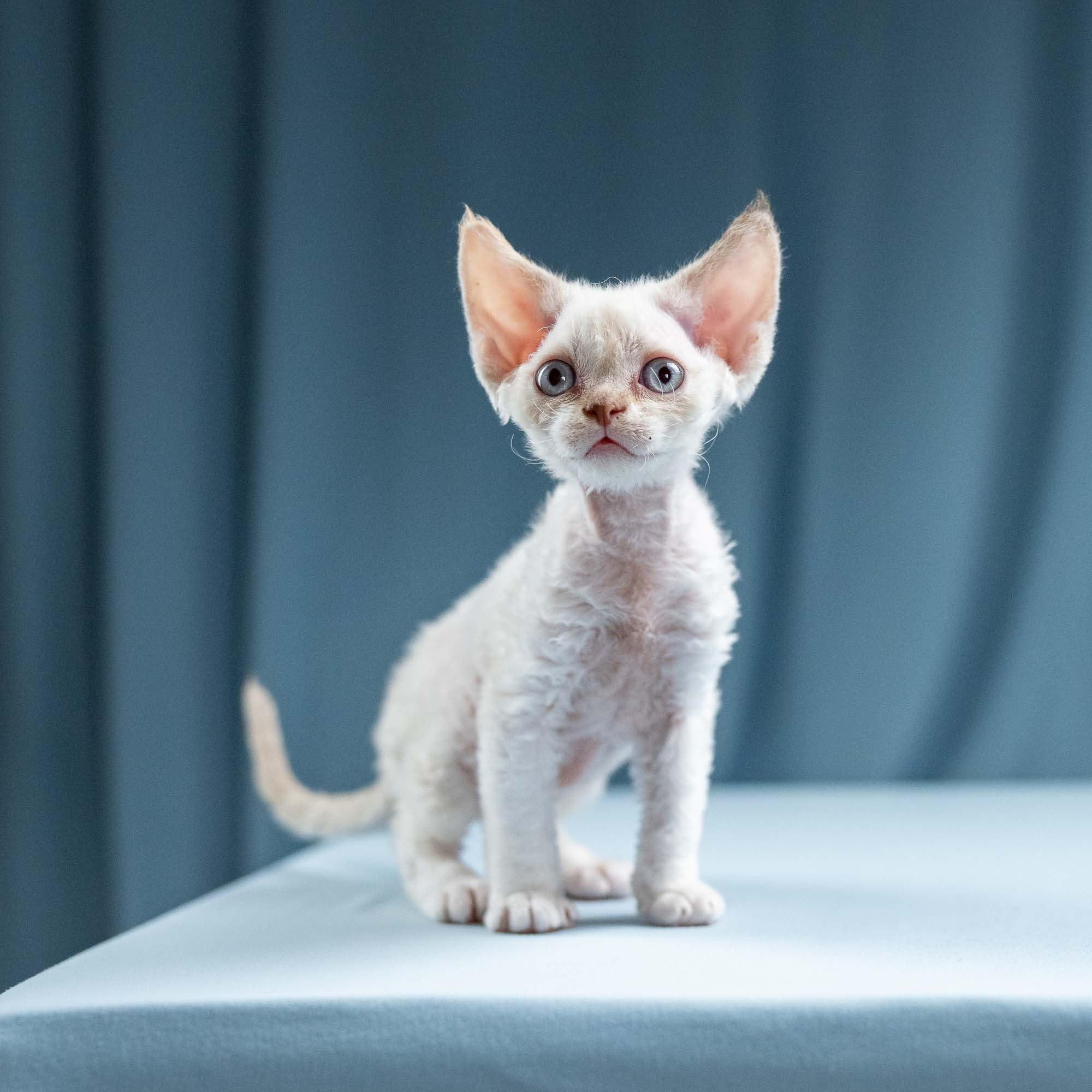 Jessica, girl, born 06.25.2025. Devon Rex Pixie Cattery
