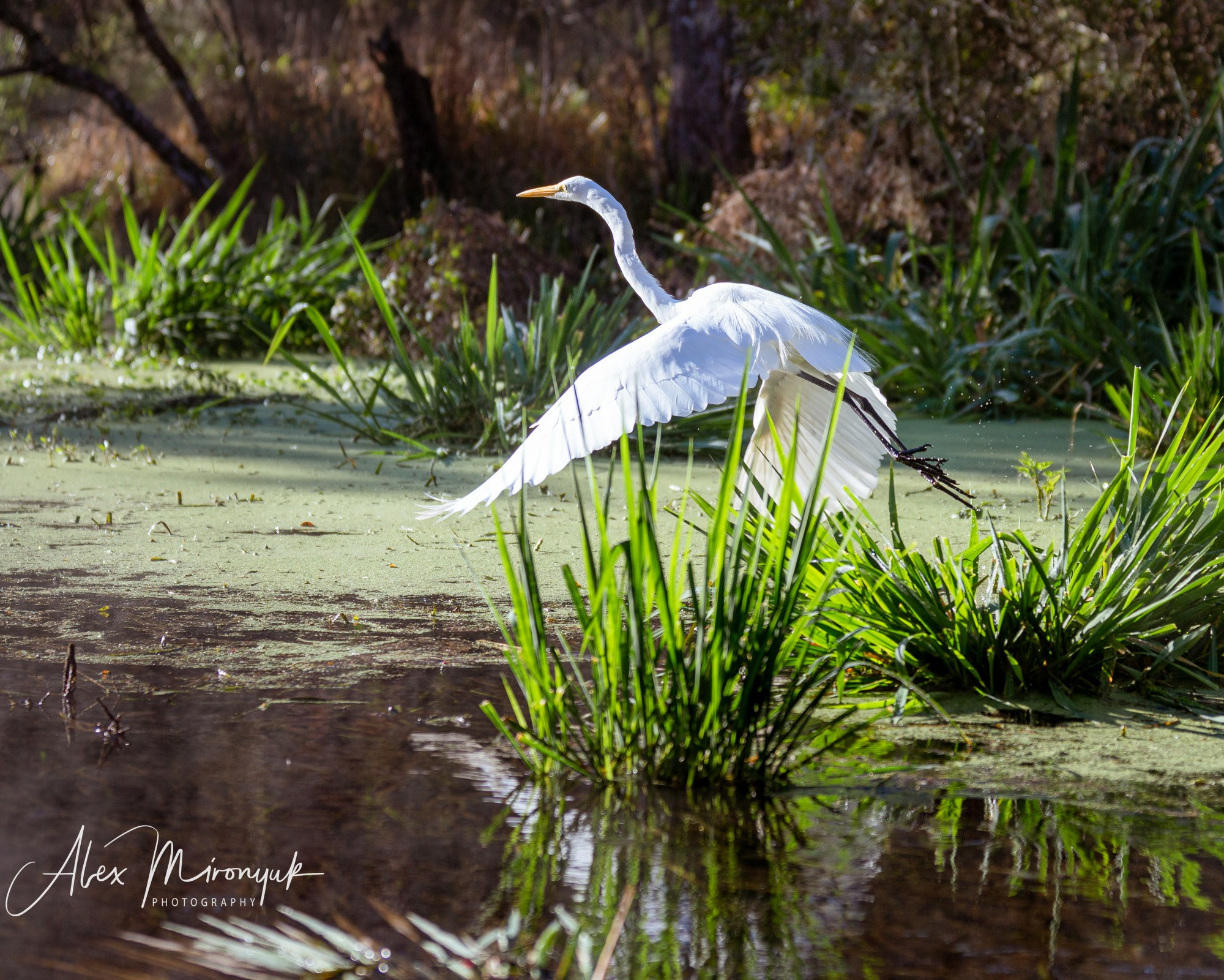 Exploring True Florida: Springs, Rivers & Manatees by Canoe. Pet, Senior, Landscape, portrait studio, photographer in Miami and Sou