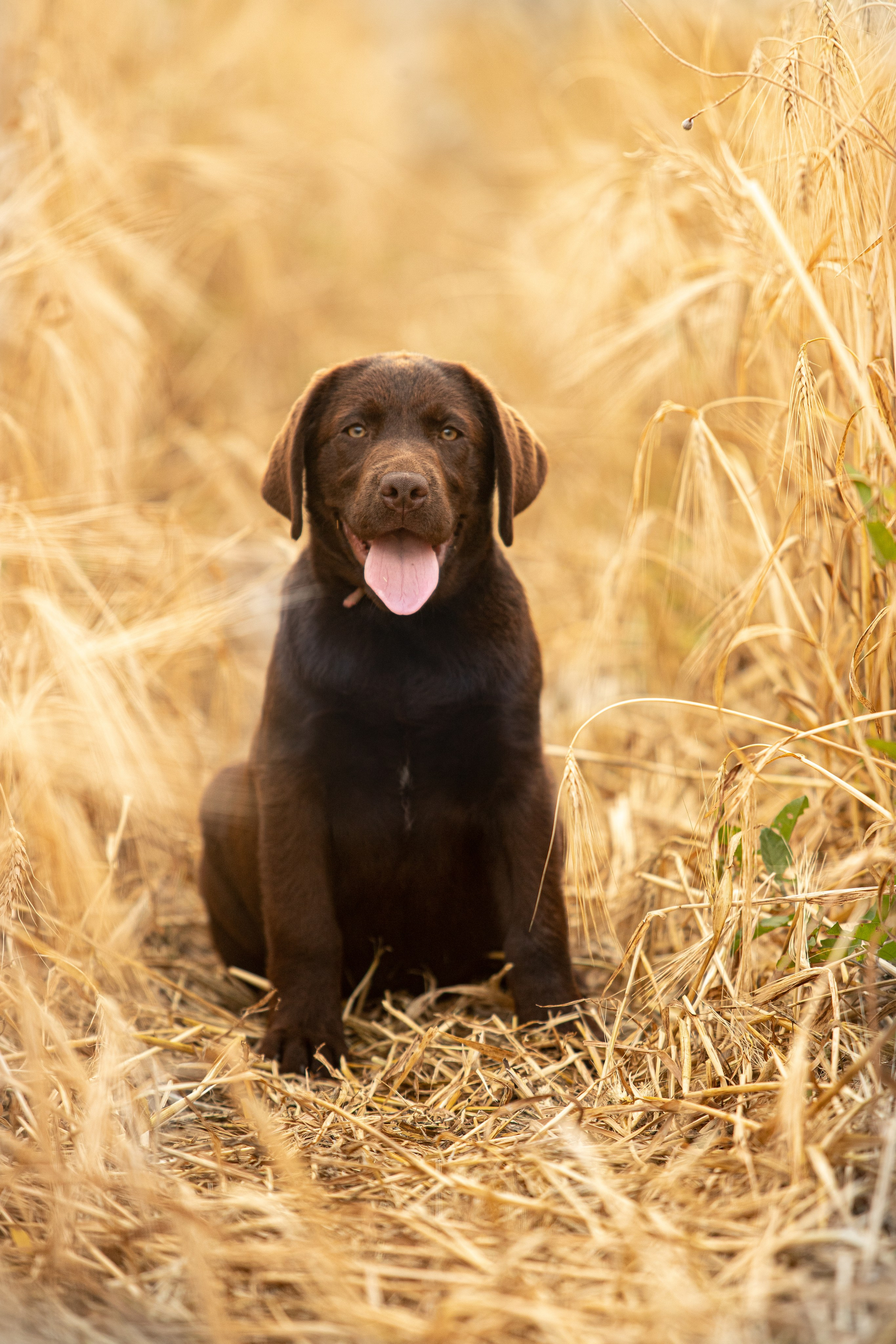 Шоколадний лабрадор ретривер