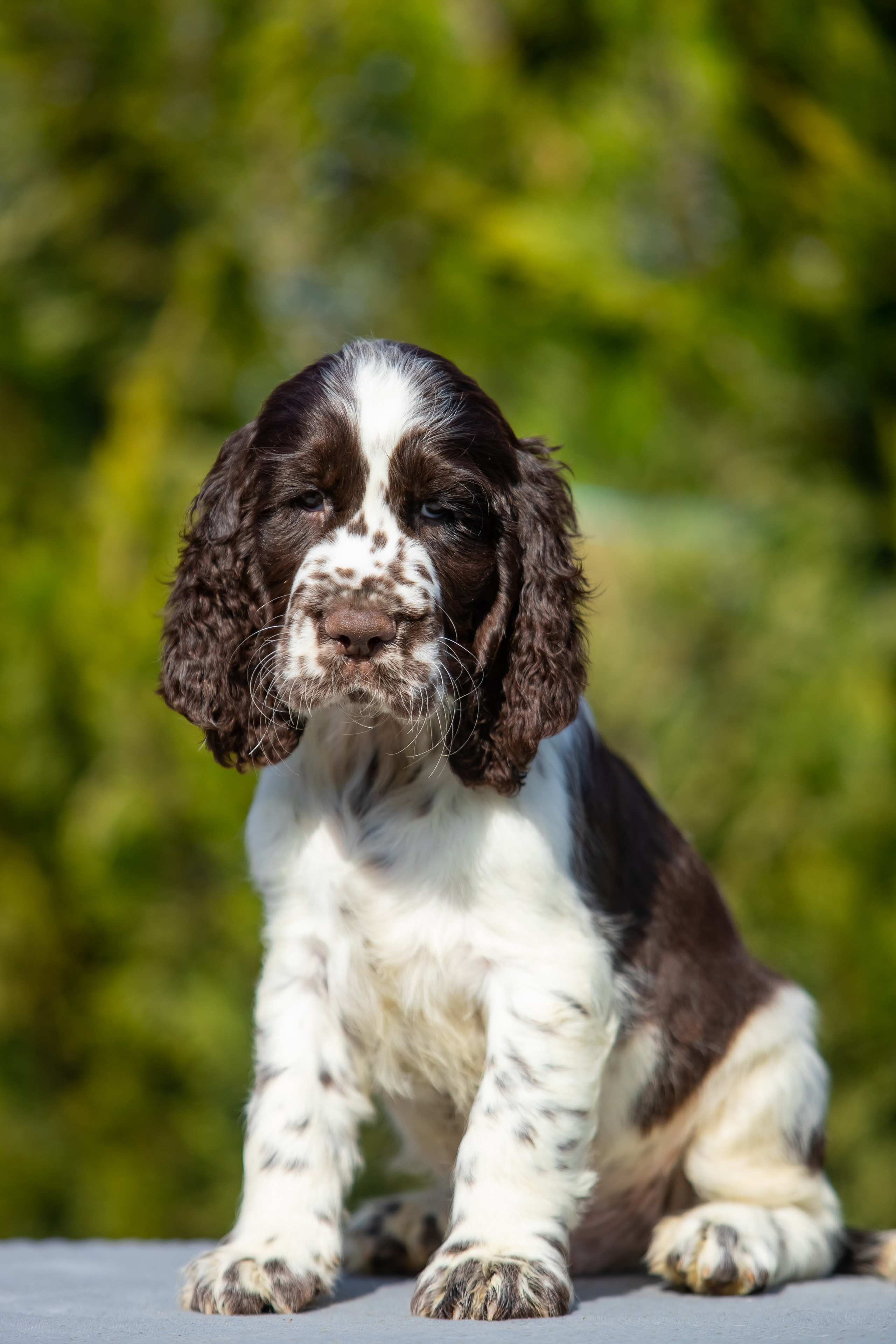 Male — Green collar 💚. Website of the titled stud dog of the Springer Spaniel breed