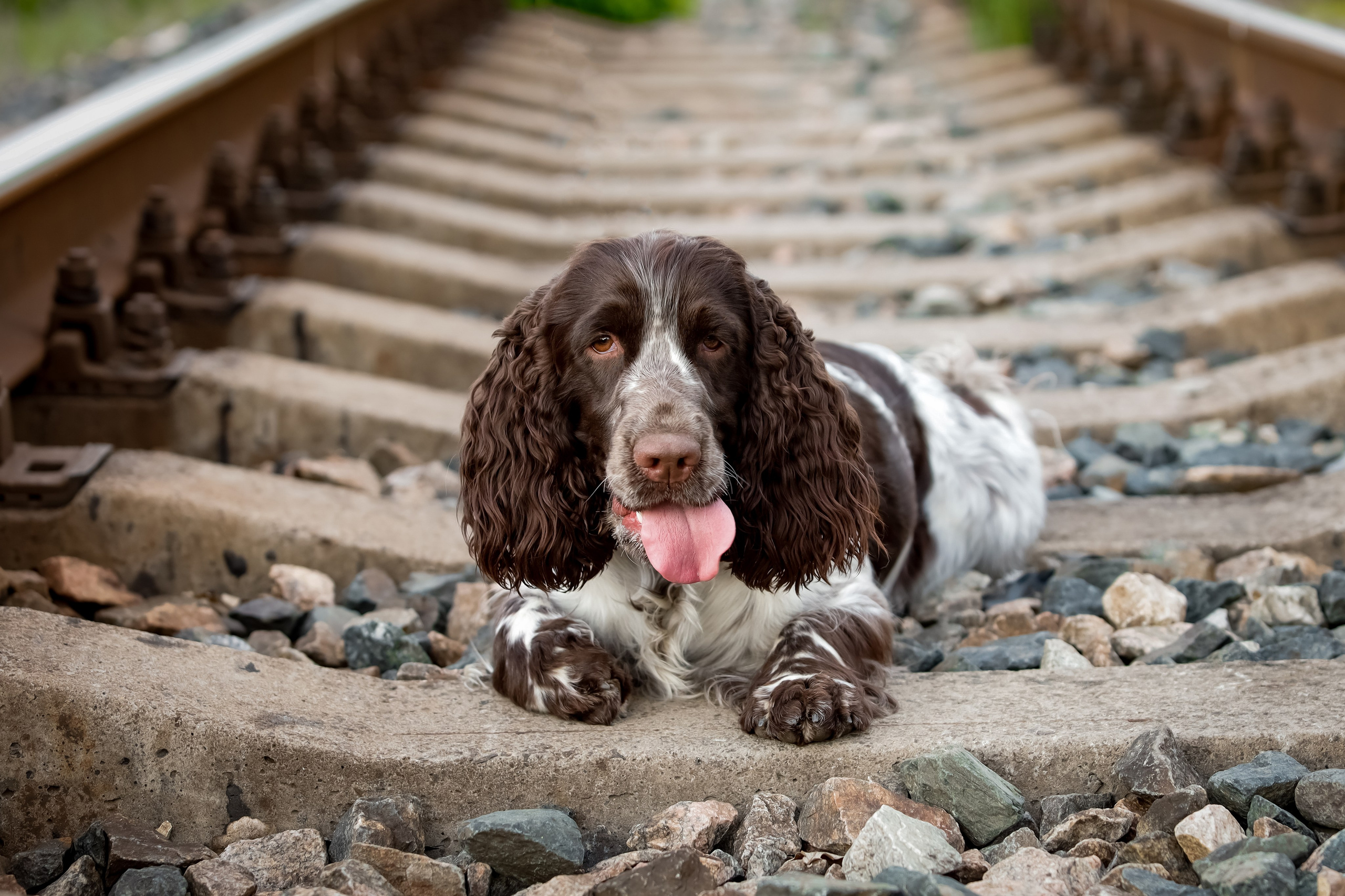 Our Female | International English Springer Spaniel Show Kennel. Website of the titled stud dog of the Springer Spaniel breed
