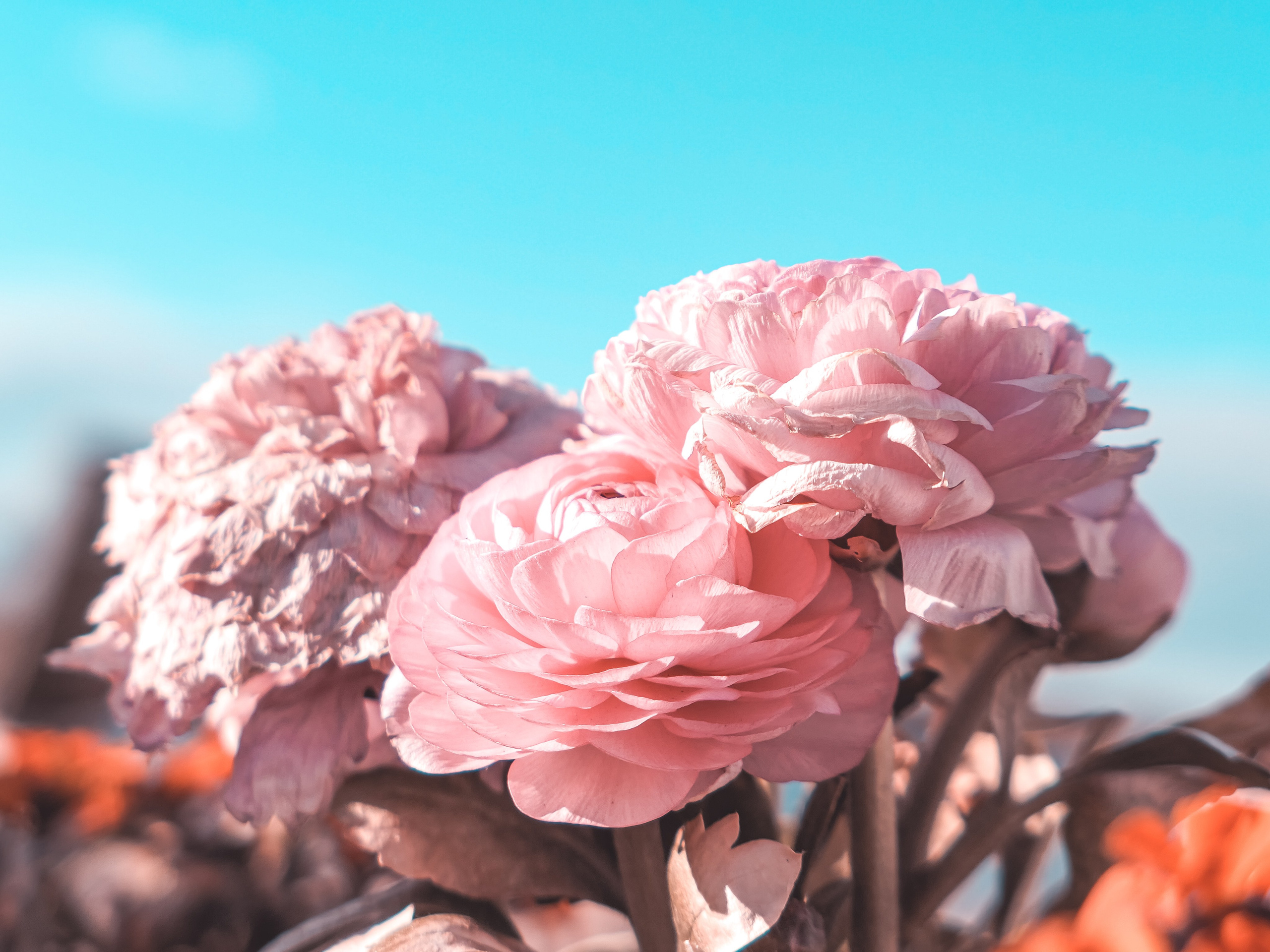 Portfolio. Photographer in Sotenäs municipality. Fotograf i Sotenäs kommun