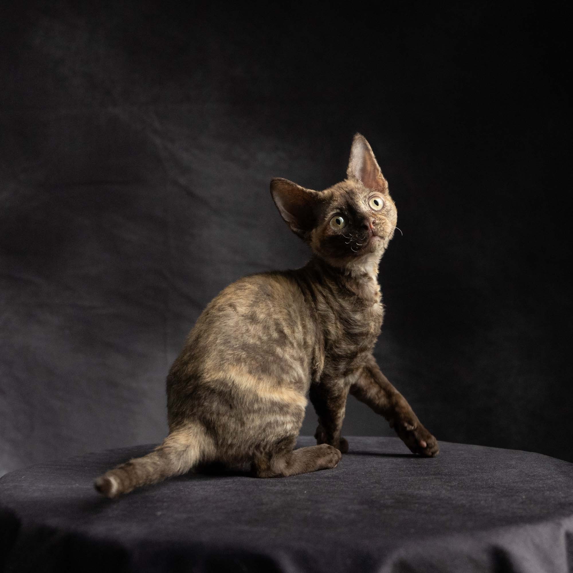 Dory, girl, born on 06.06.24 SOLD. Devon Rex Pixie Cattery