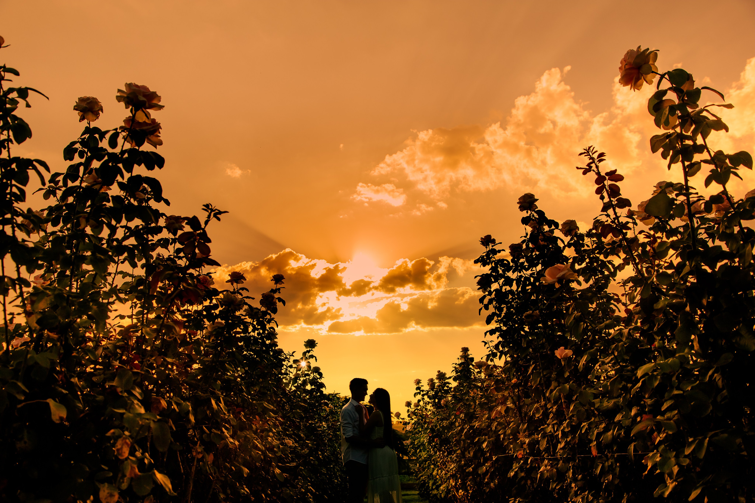 Ensaio Holambra. Tela cheia