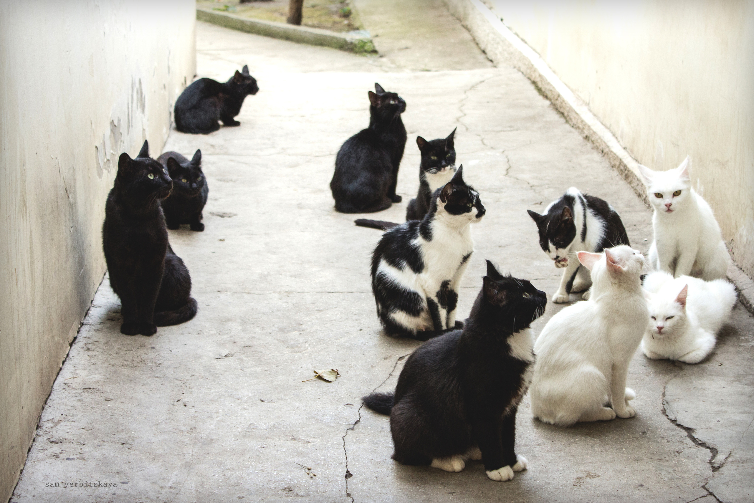 Street photo. Ekaterina Verbitskaya. Photography