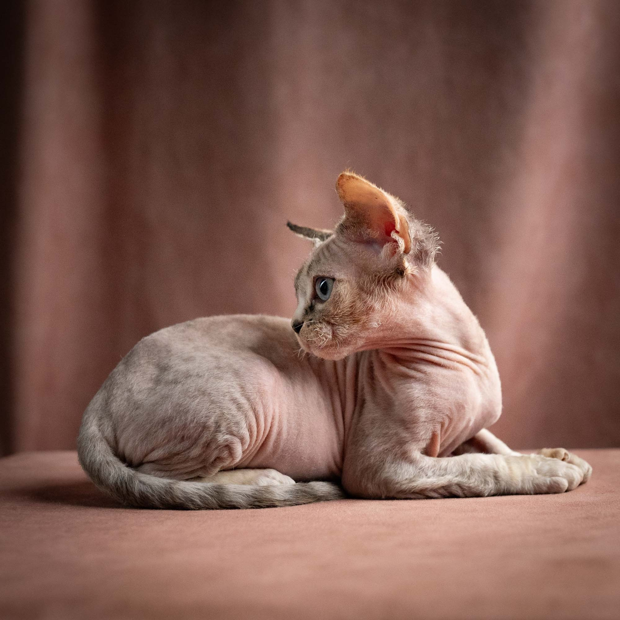 Quinley,  girl, born 02.14.26. Devon Rex Pixie Cattery