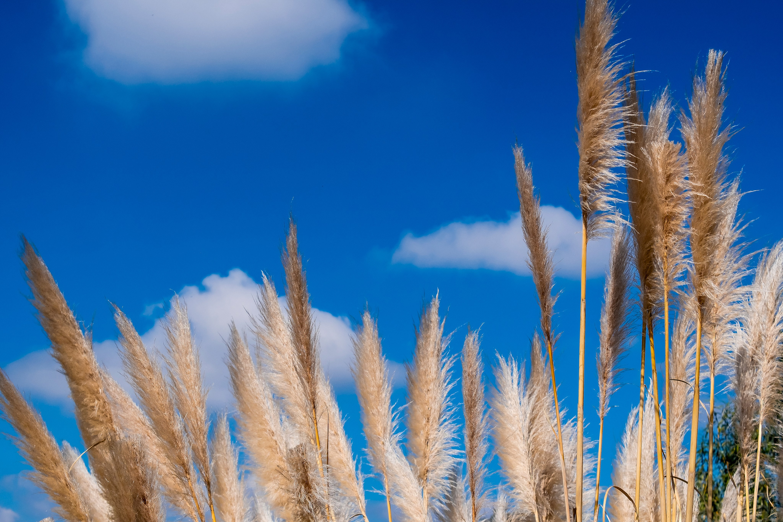 Sofi. Wedding and family photographer in Mexico City