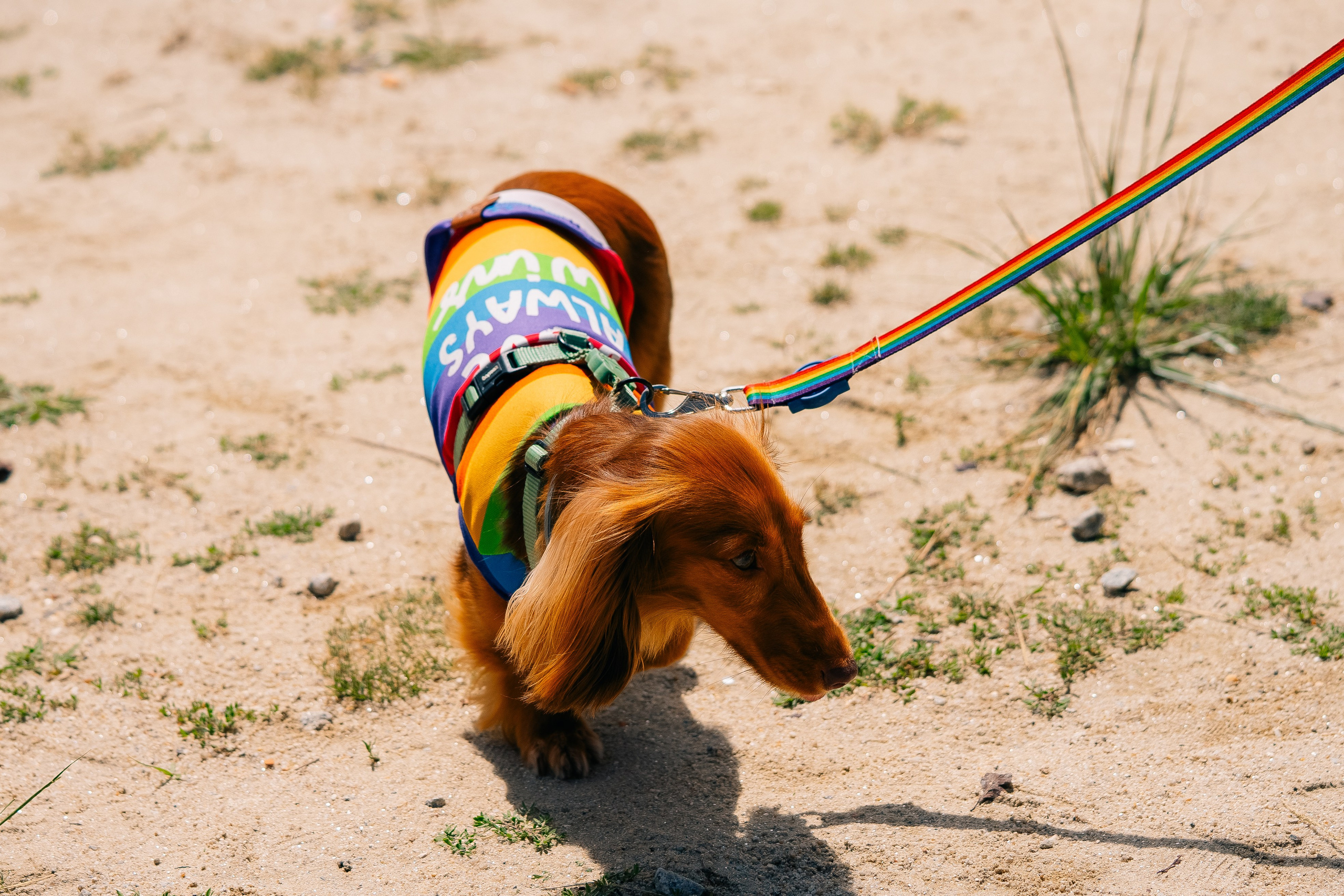 Porto Pride 2024. Мария Шер. Профессиональный фотограф в городе Порту, Португалия