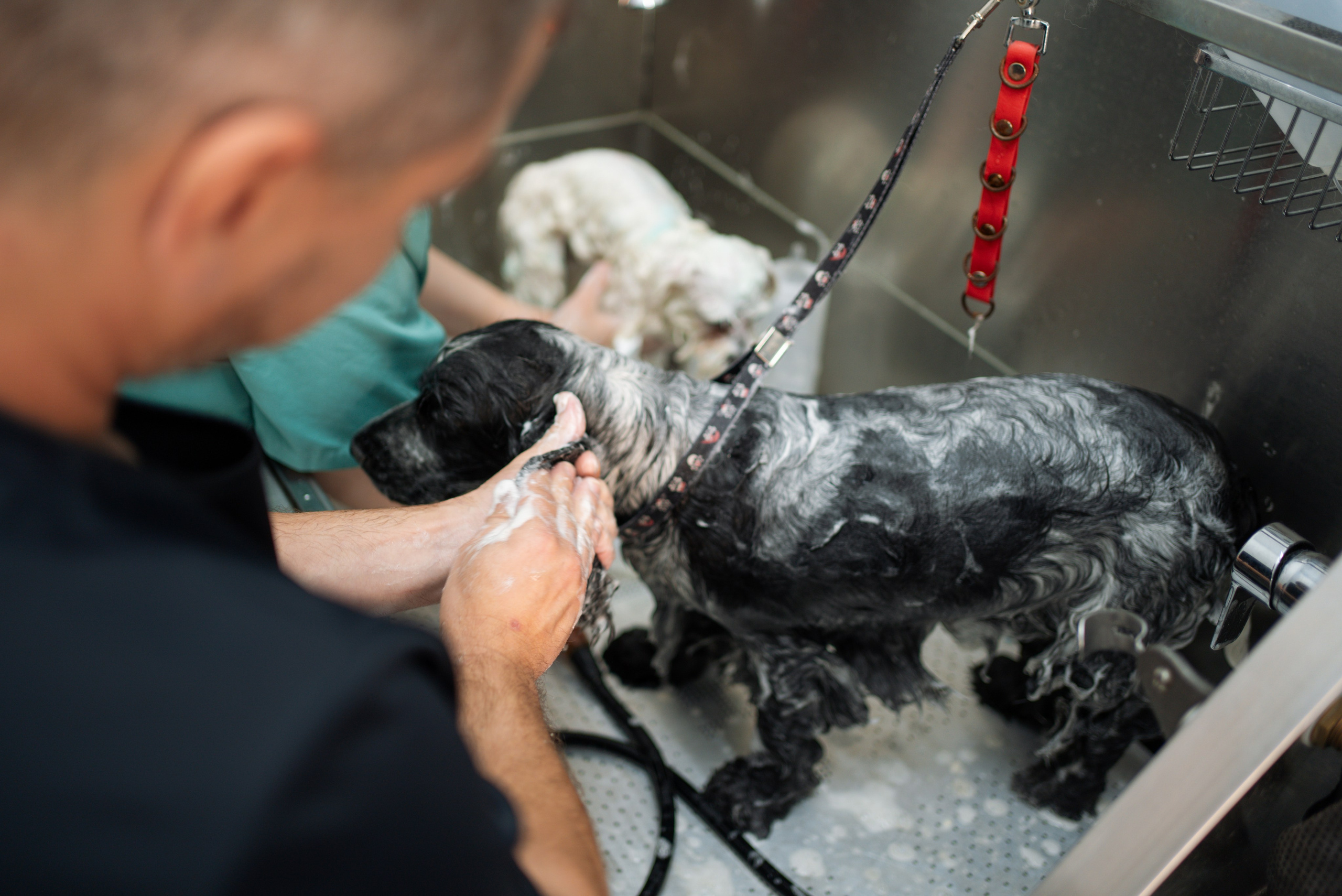 PetGroom Timisoara. Cozac Cristian Photographer