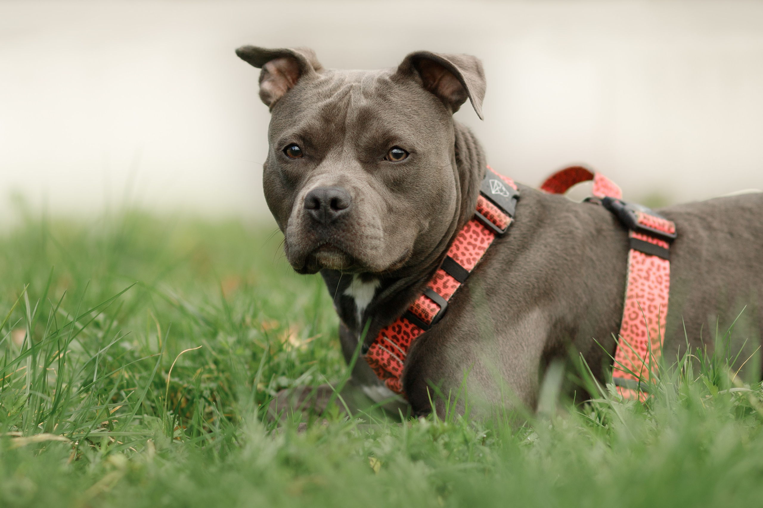 Bombka. Kaja | fotograf we Wrocławiu | ludzie i psy
