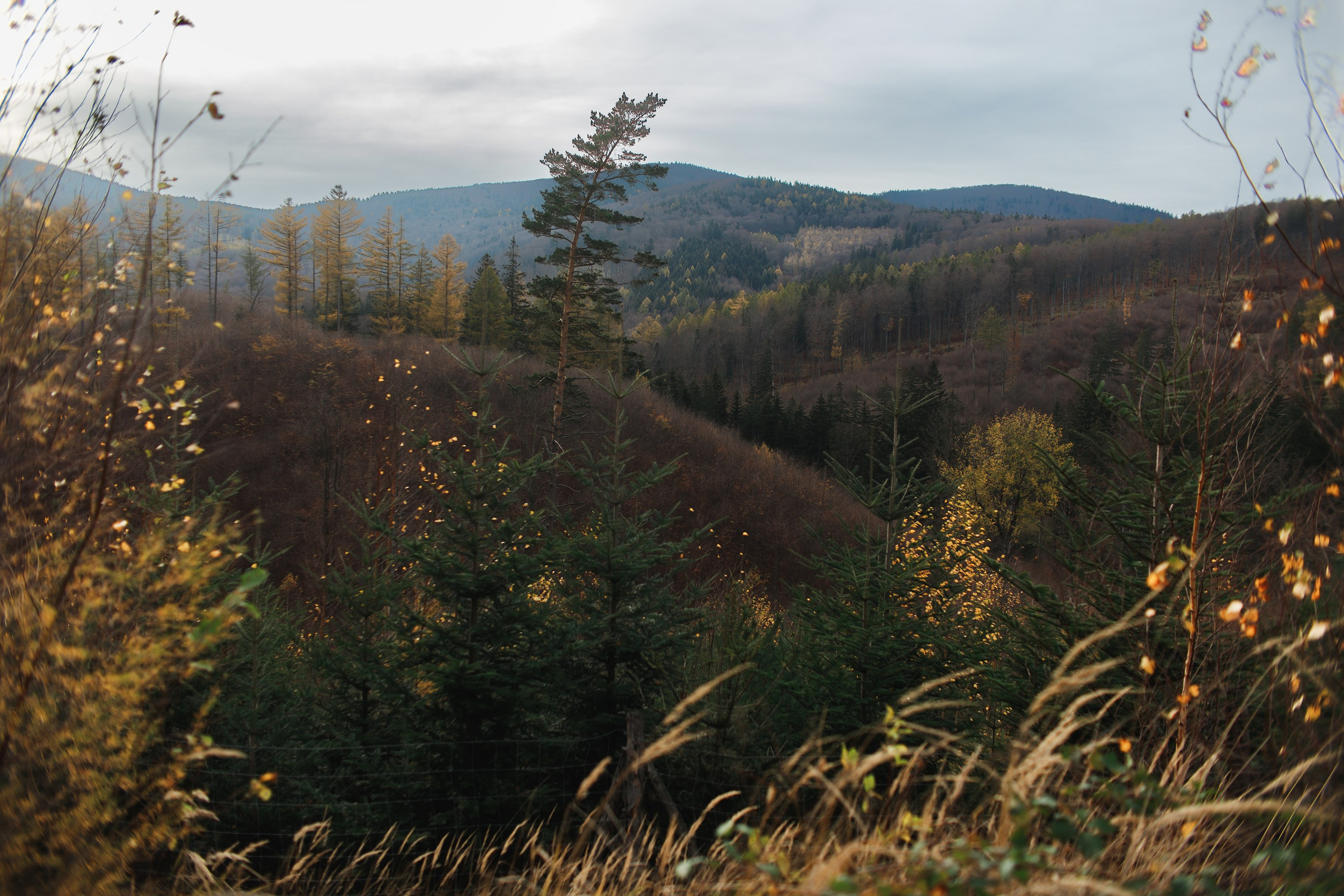 Sowie góry. Kaja | fotograf we Wrocławiu | ludzie i psy