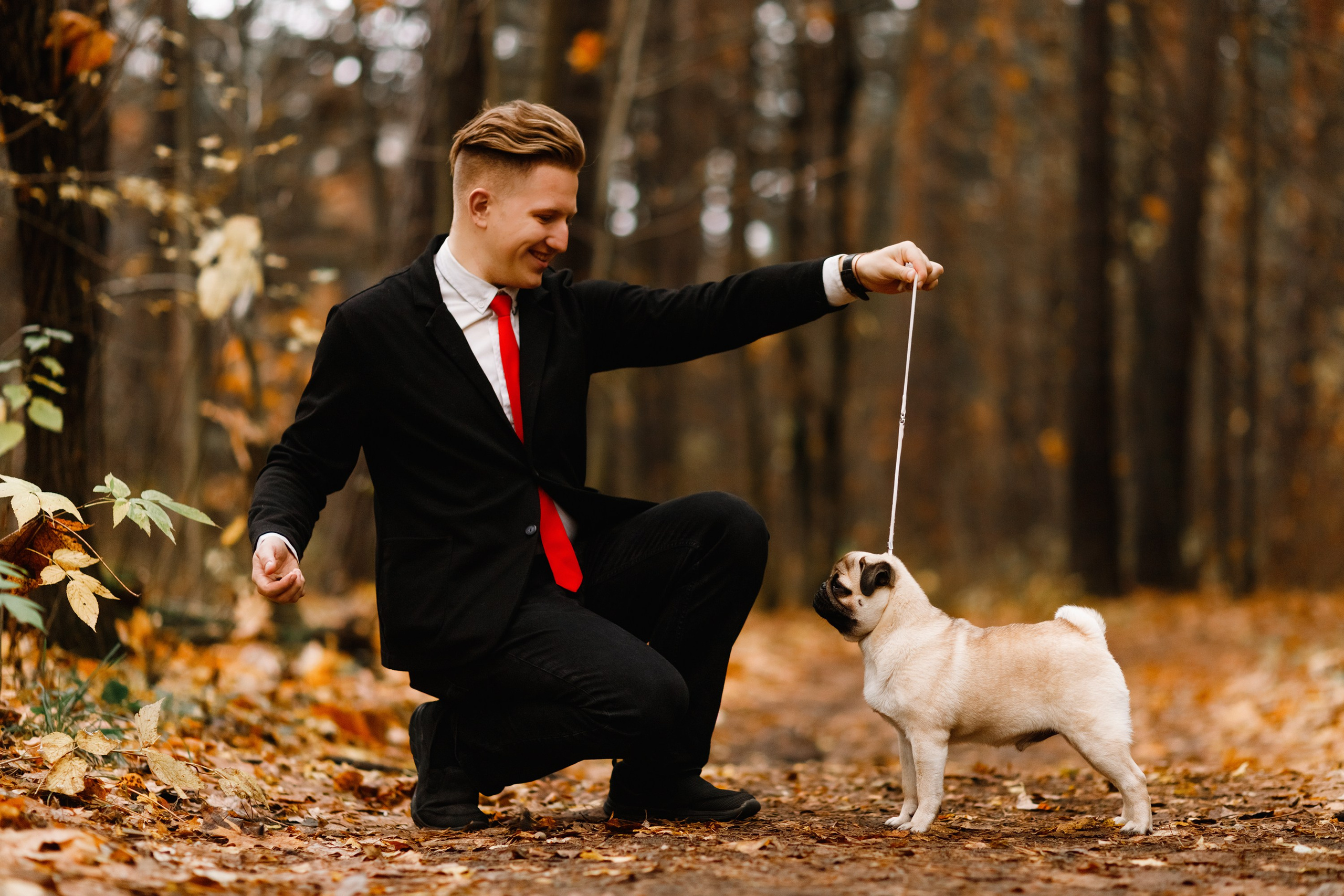 Dog shows | the best ones. Kaja | fotograf psów we Wrocławiu