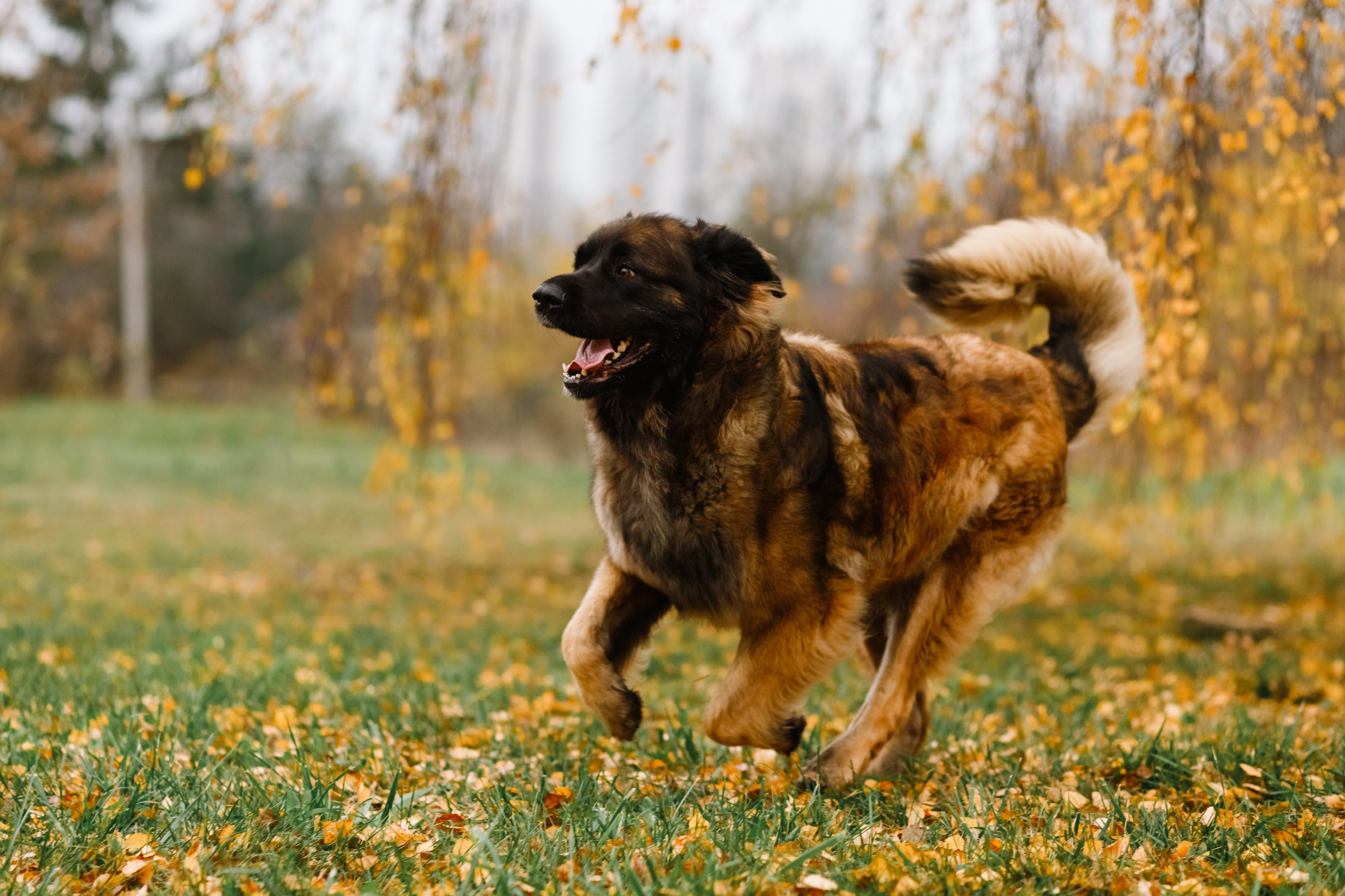 Leonbergers. Kaja | fotograf we Wrocławiu | ludzie i psy