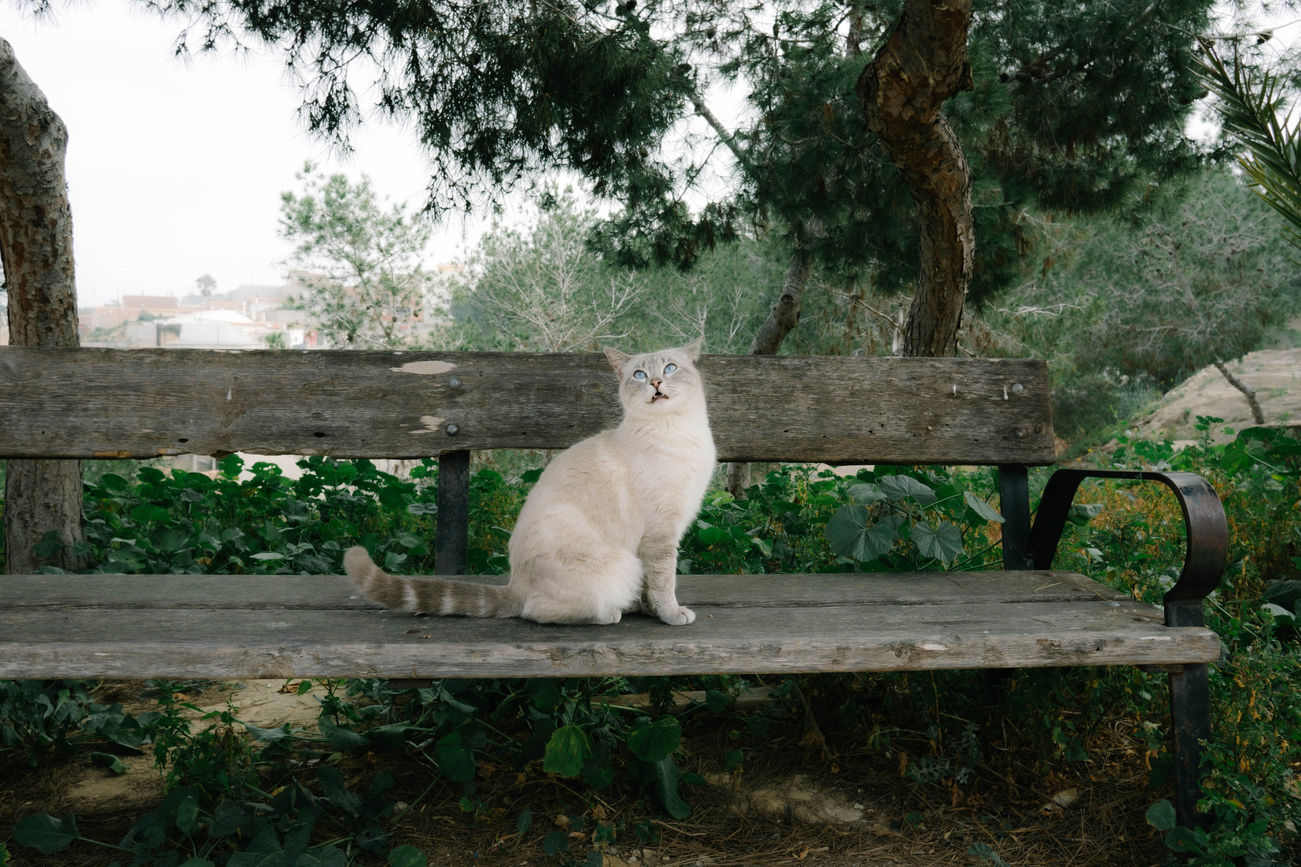 Rojales. Alba del Norte Studio