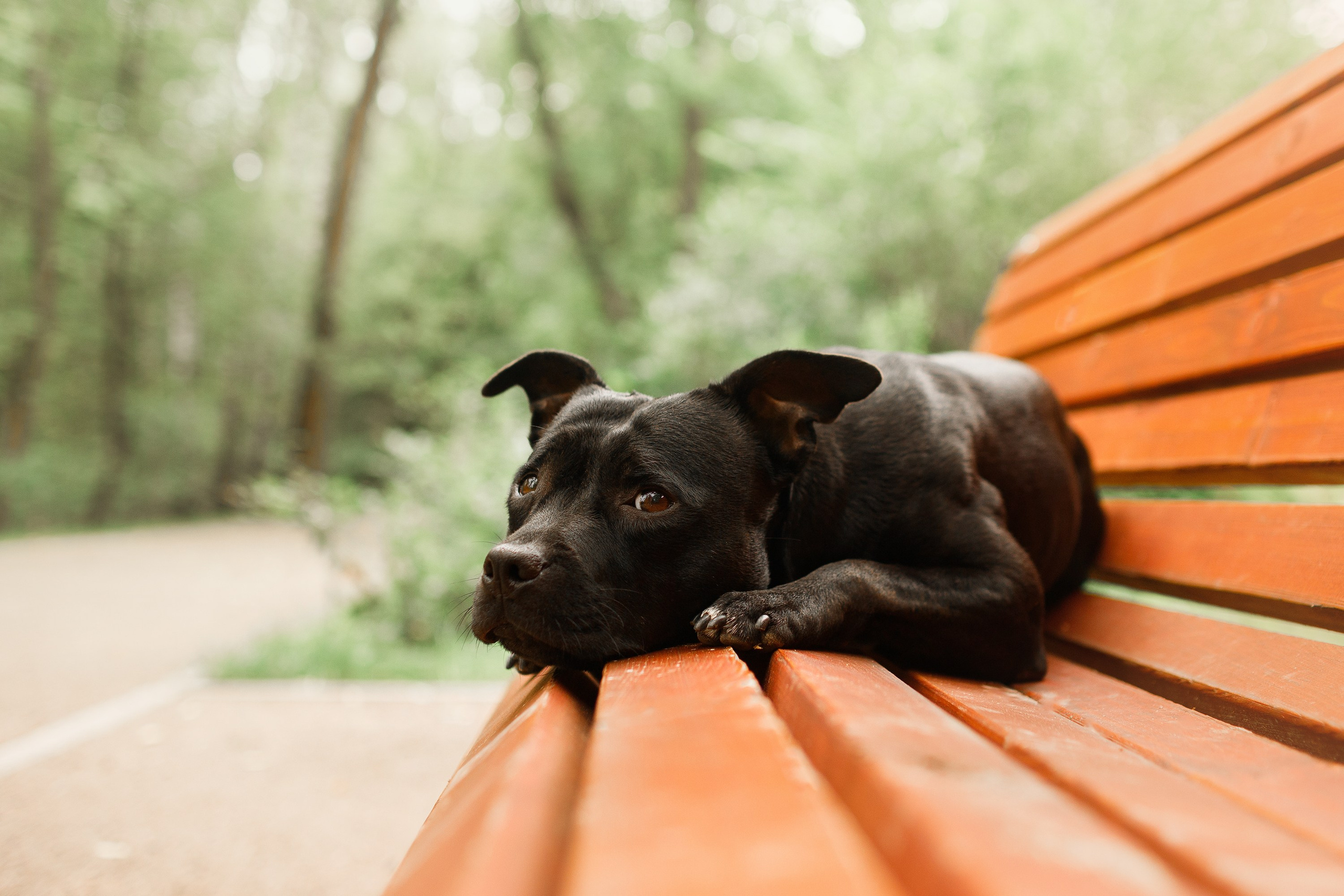 Staffy Yosia. Kaja | fotograf we Wrocławiu | ludzie i psy