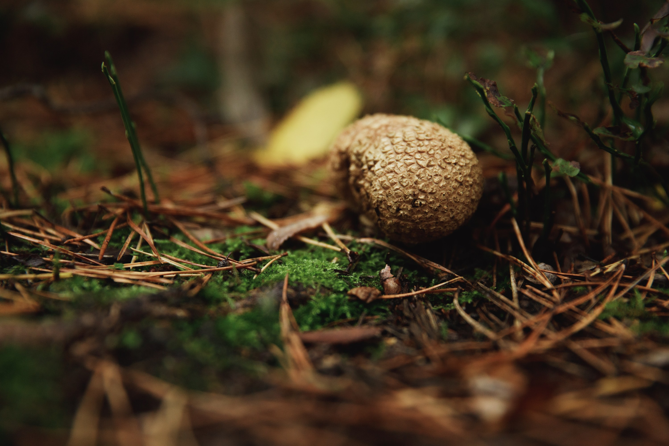 Turku. Kaja | fotograf psów we Wrocławiu