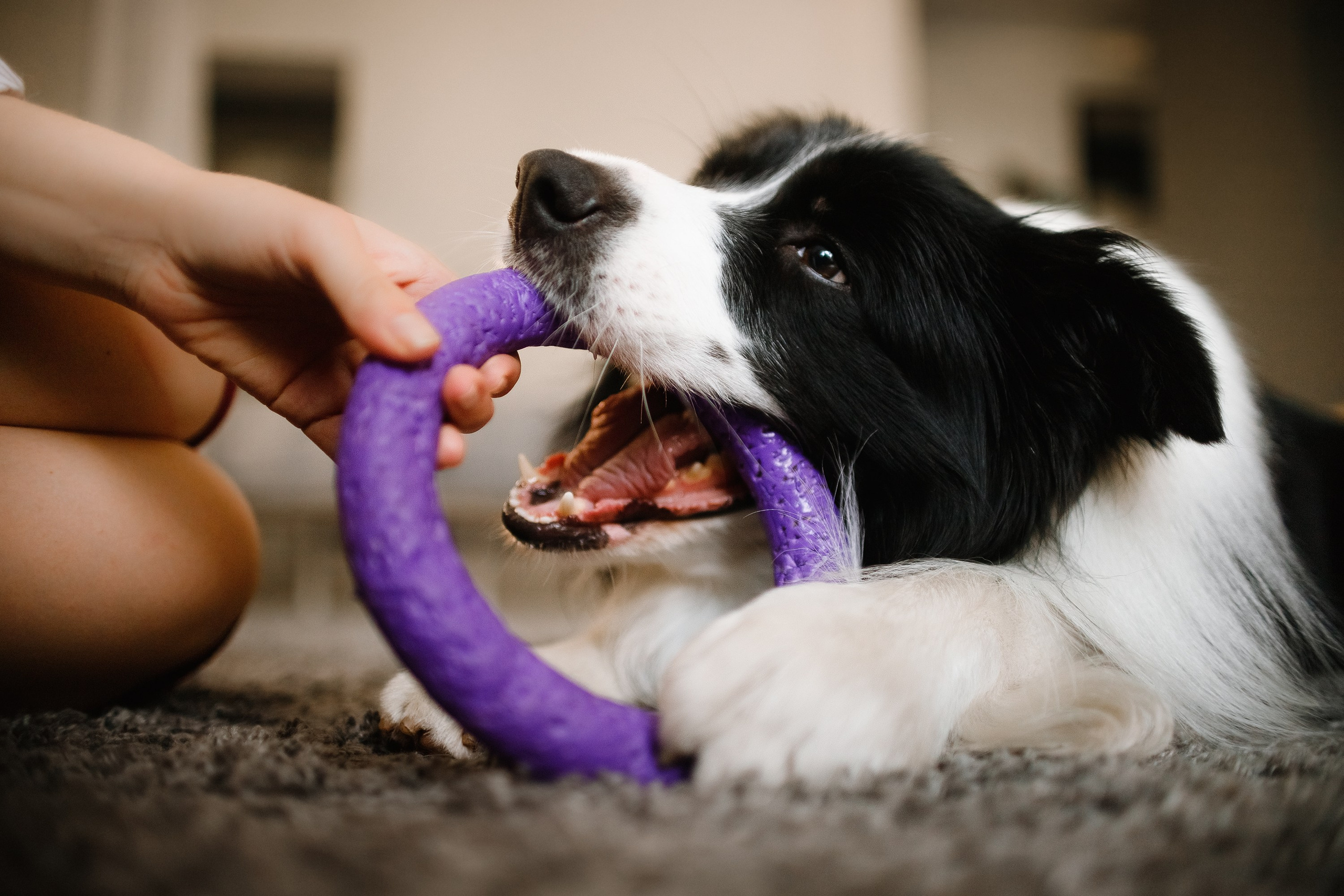 Evgenia & Richard. Kaja | fotograf we Wrocławiu | ludzie i psy