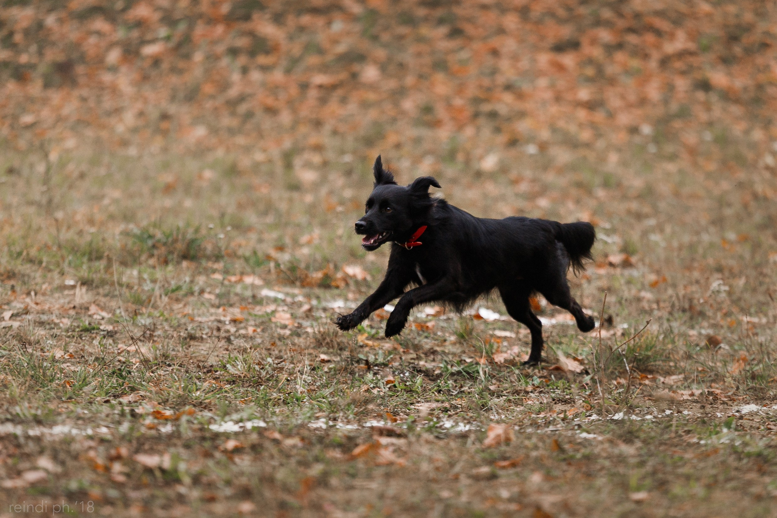Frisbee and dog puller championship | autumn. Kaja | fotograf we Wrocławiu | ludzie i psy