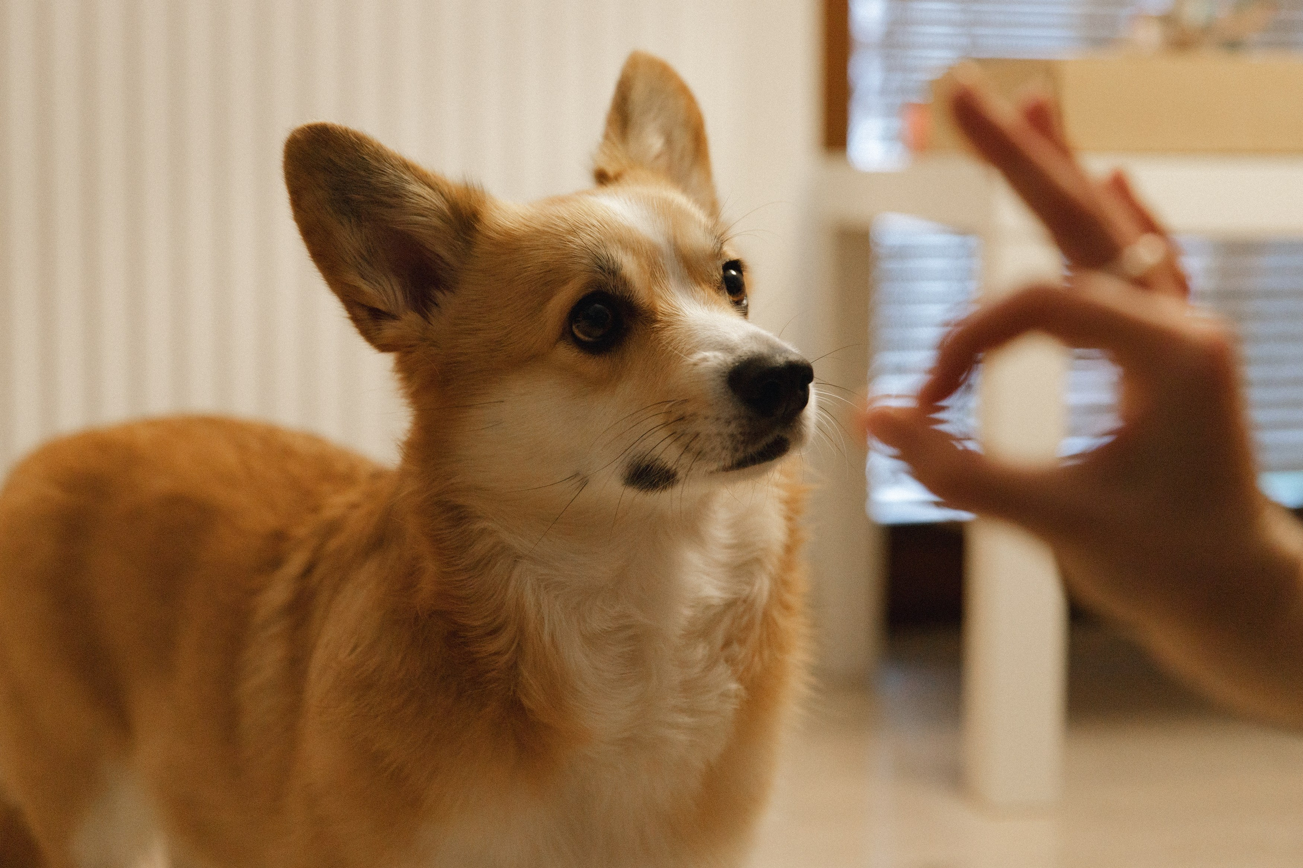 Dasha & Daisy. Kaja | fotograf psów we Wrocławiu