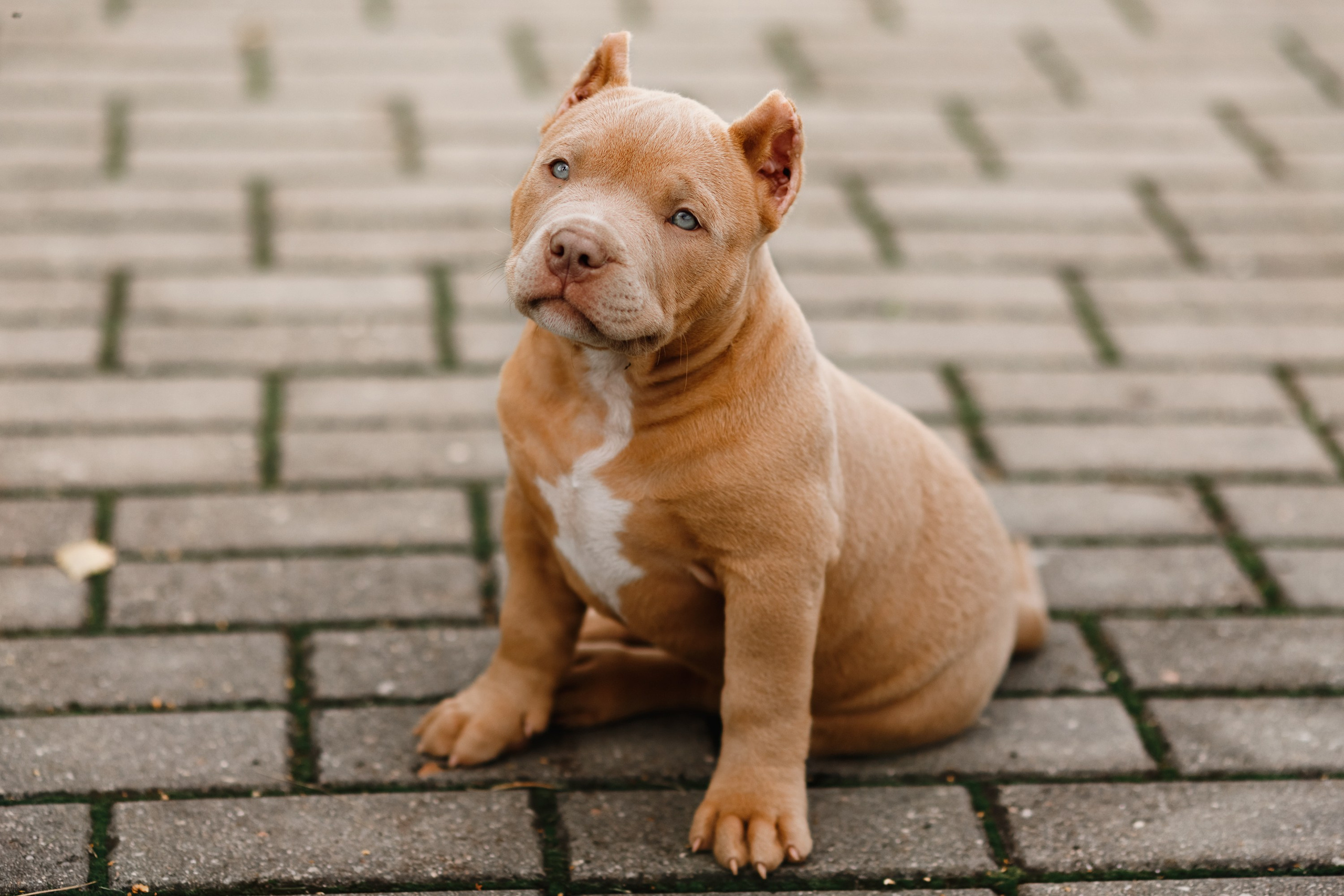 Bullie puppies. Kaja | fotograf we Wrocławiu | ludzie i psy