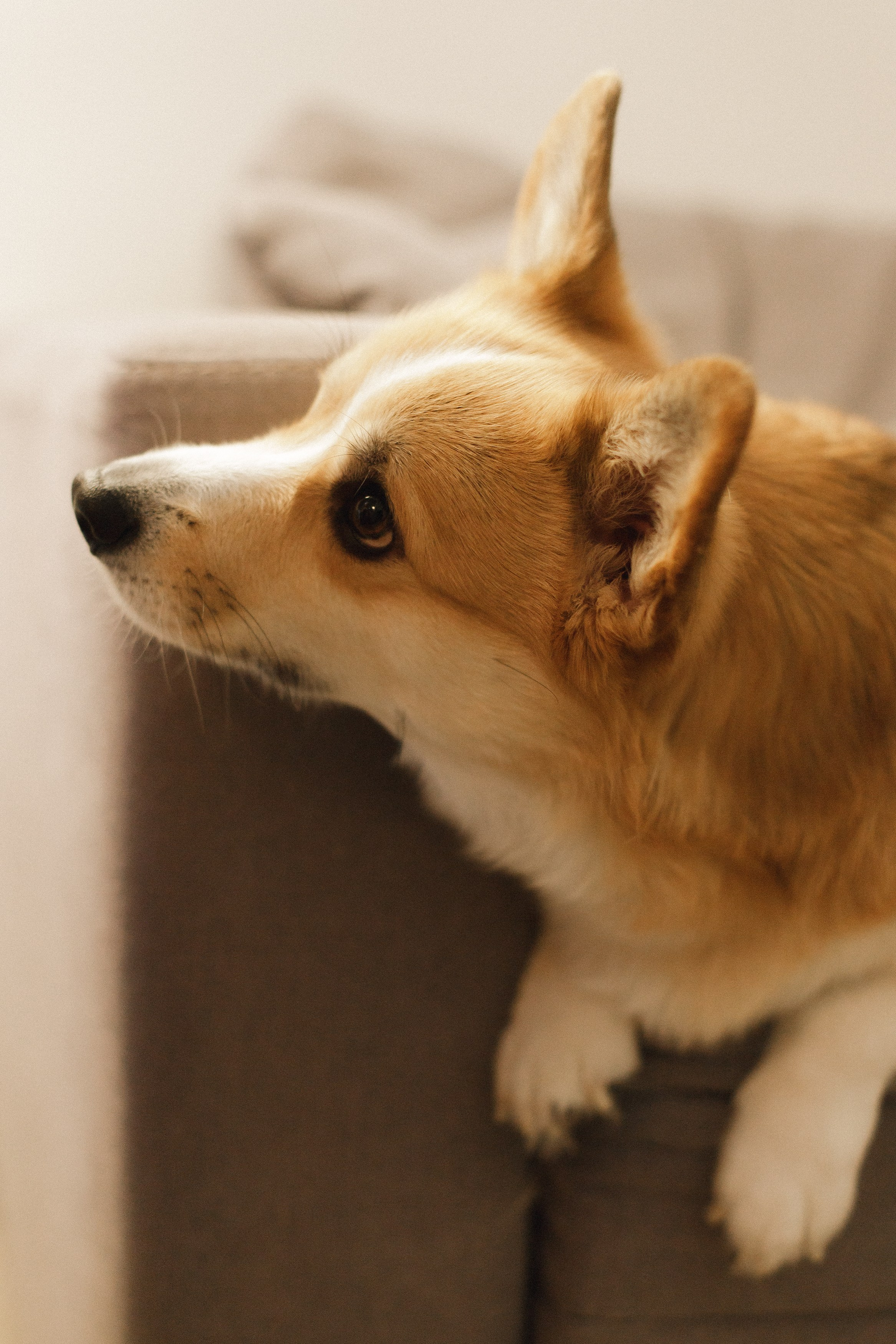 Dasha & Daisy. Kaja | fotograf psów we Wrocławiu