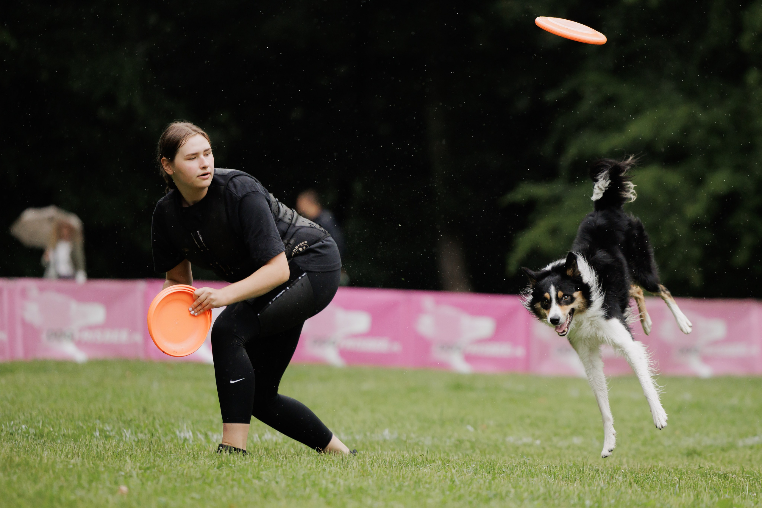 Latające psy, Wrocław'25. Kaja | fotograf psów we Wrocławiu