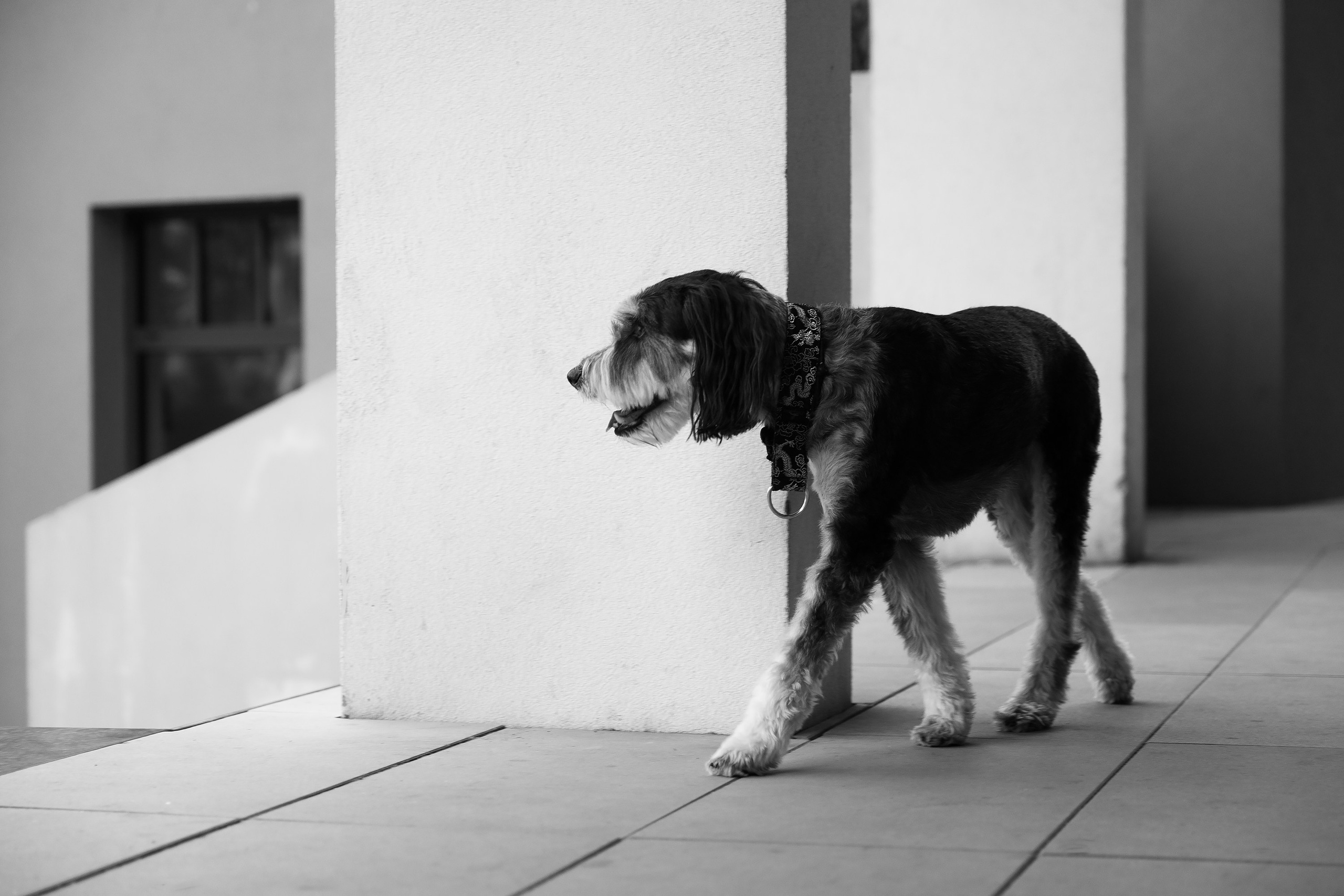 Lera & Flora. Kaja | fotograf we Wrocławiu | ludzie i psy