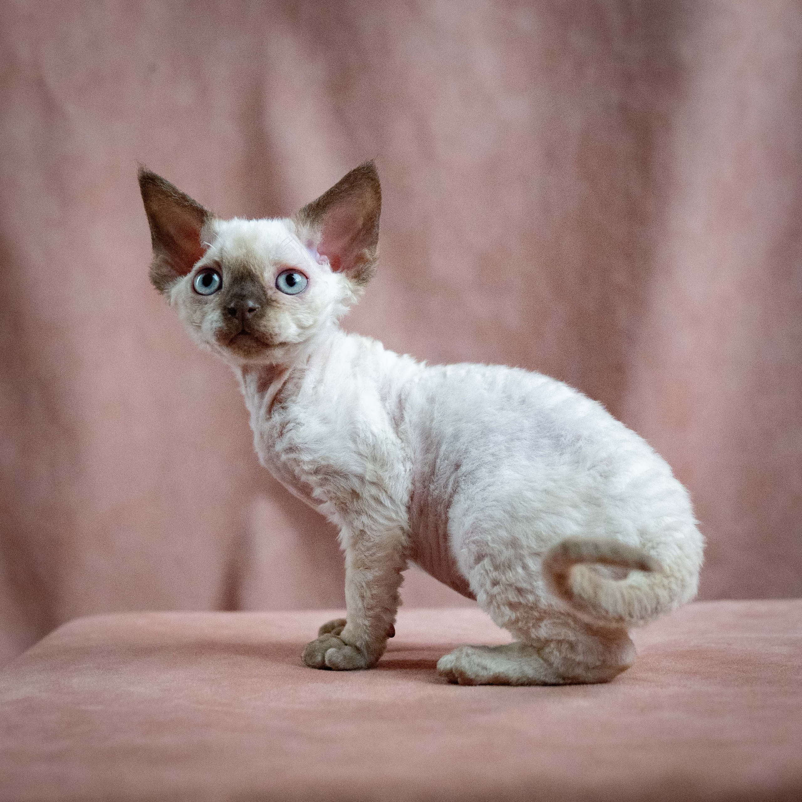 Mila, girl, born 01.15.26. Devon Rex Pixie Cattery