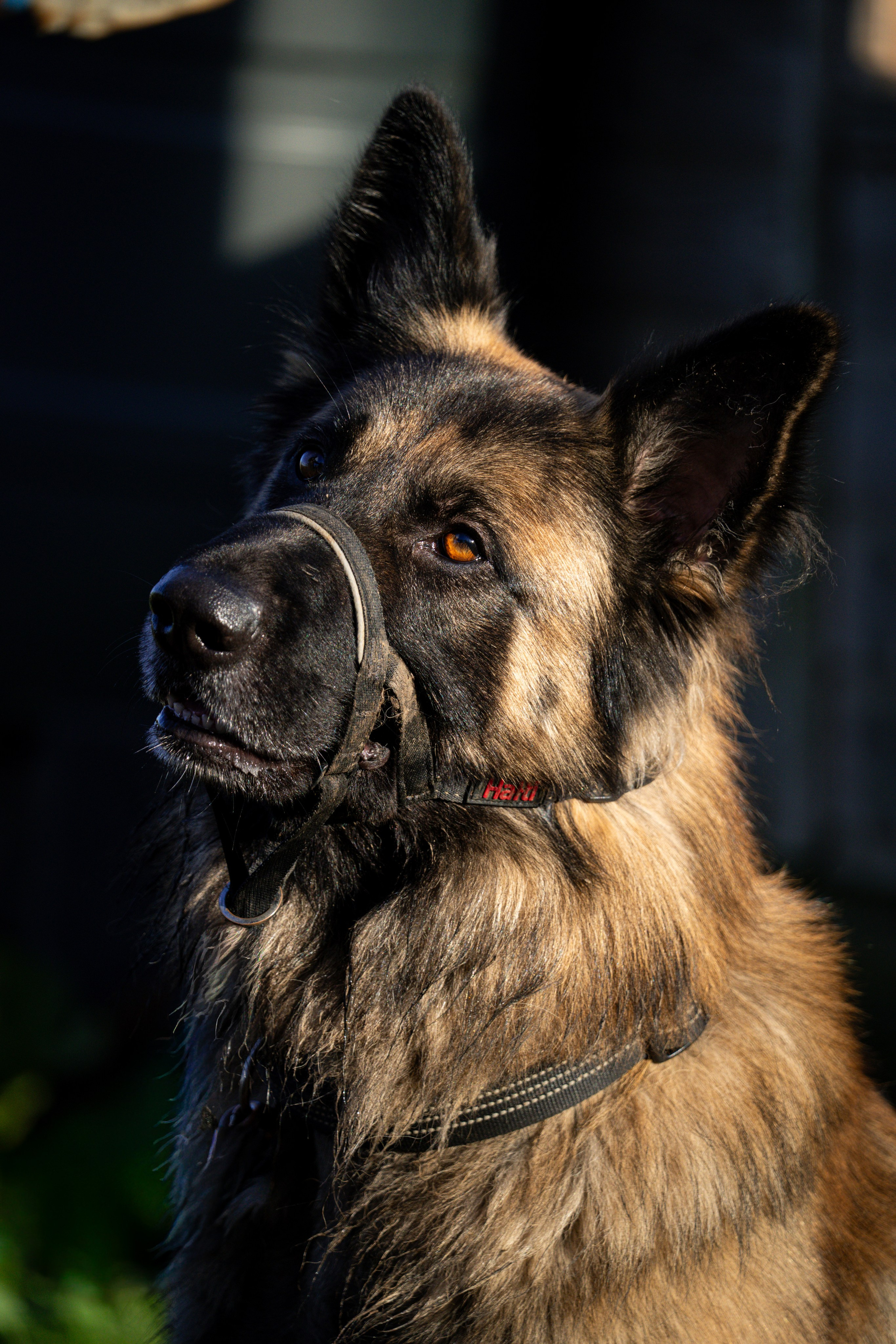 Pets. Ryan Hewitt Photographer