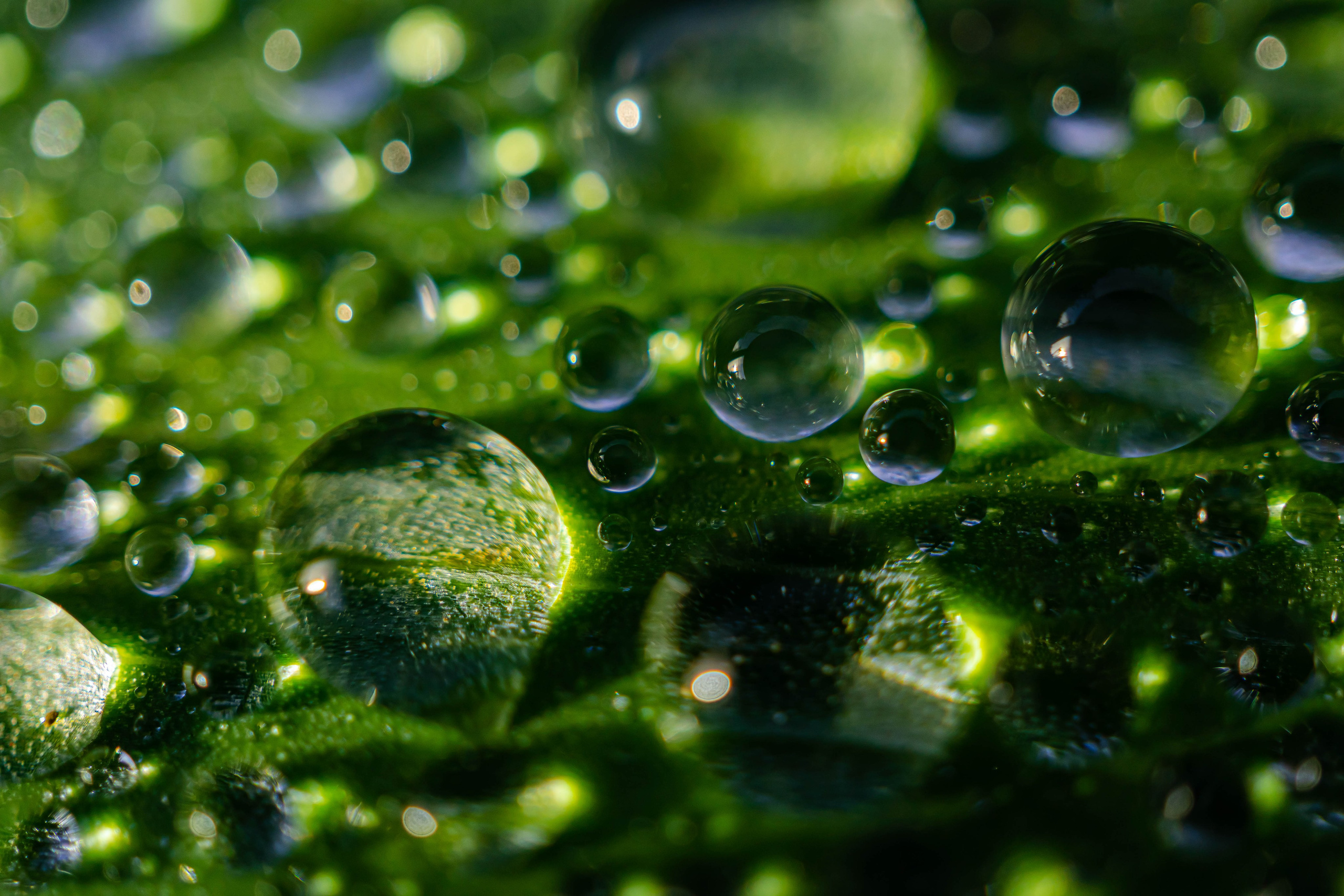 Bocetos. Alba del Norte Studio