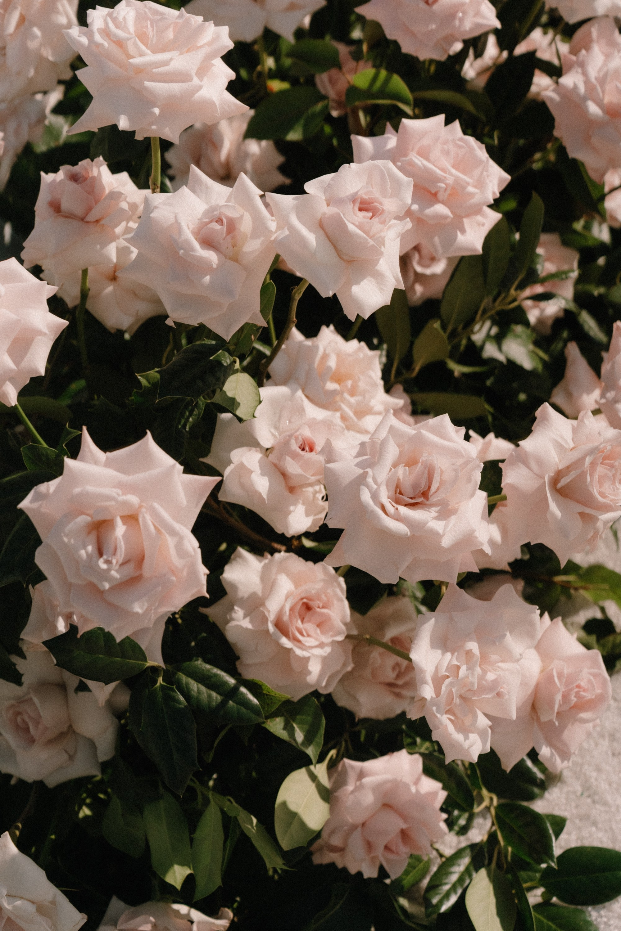 Emily and Vito. Wedding photographer and videographer New York | New Jersey