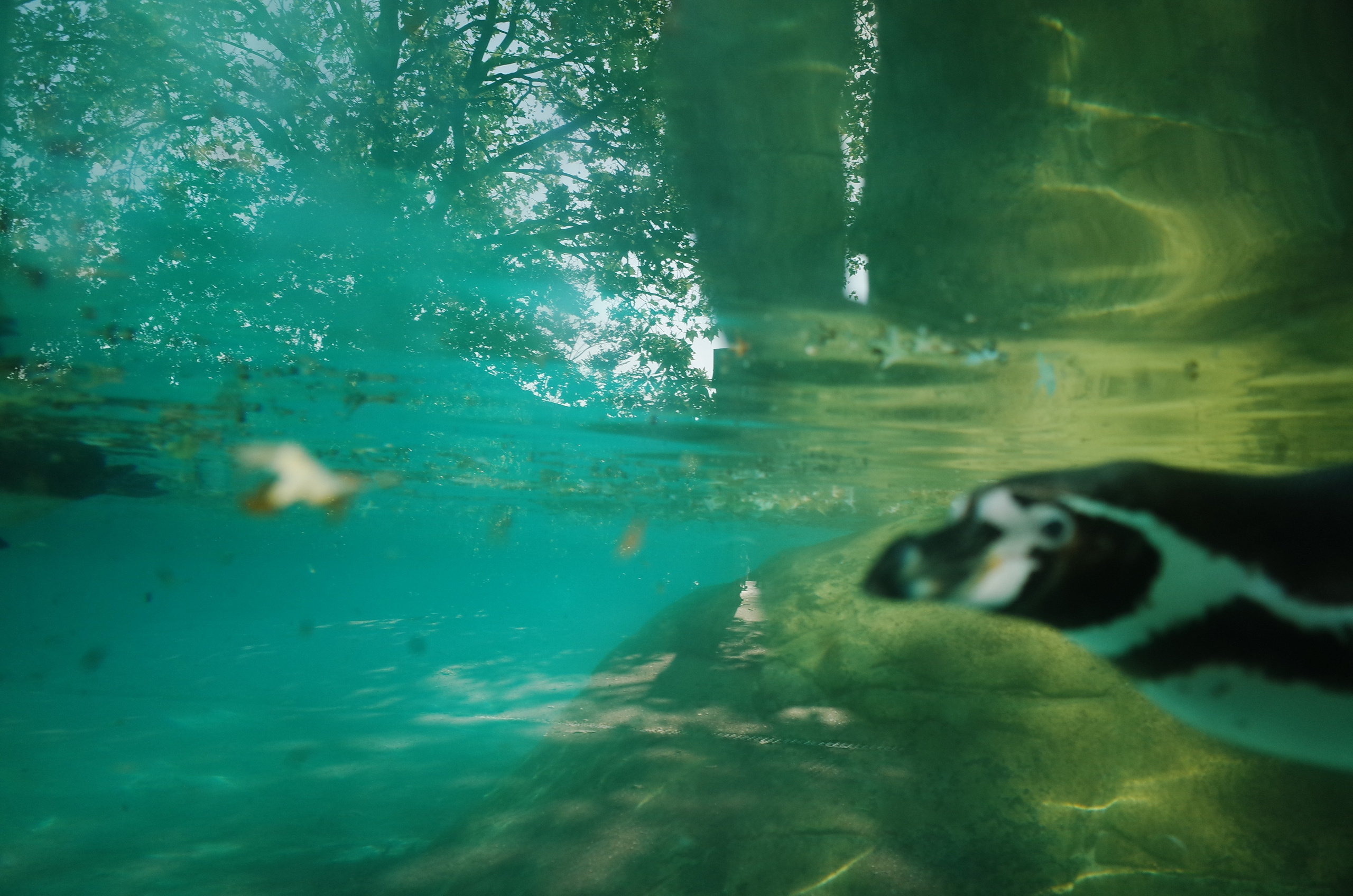 Little penguins. London zoo. Victoria Dini Photography
