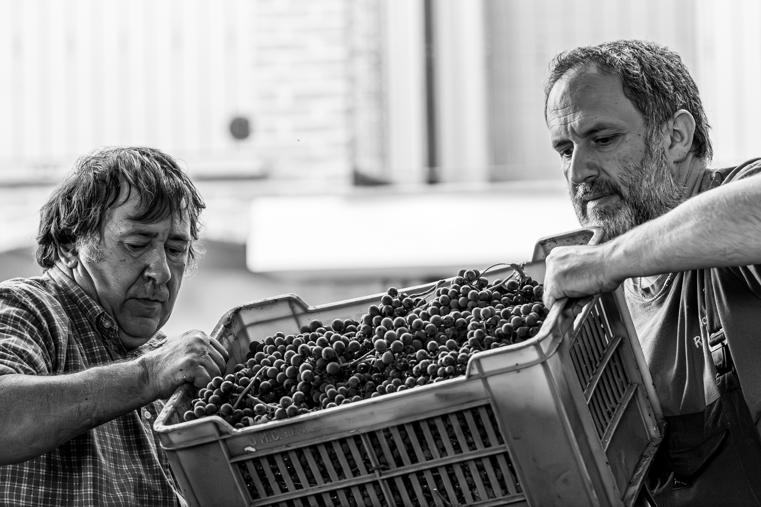 Cantine Boasso Serralunga. “Gianmaria Coscia fotografo per passione”