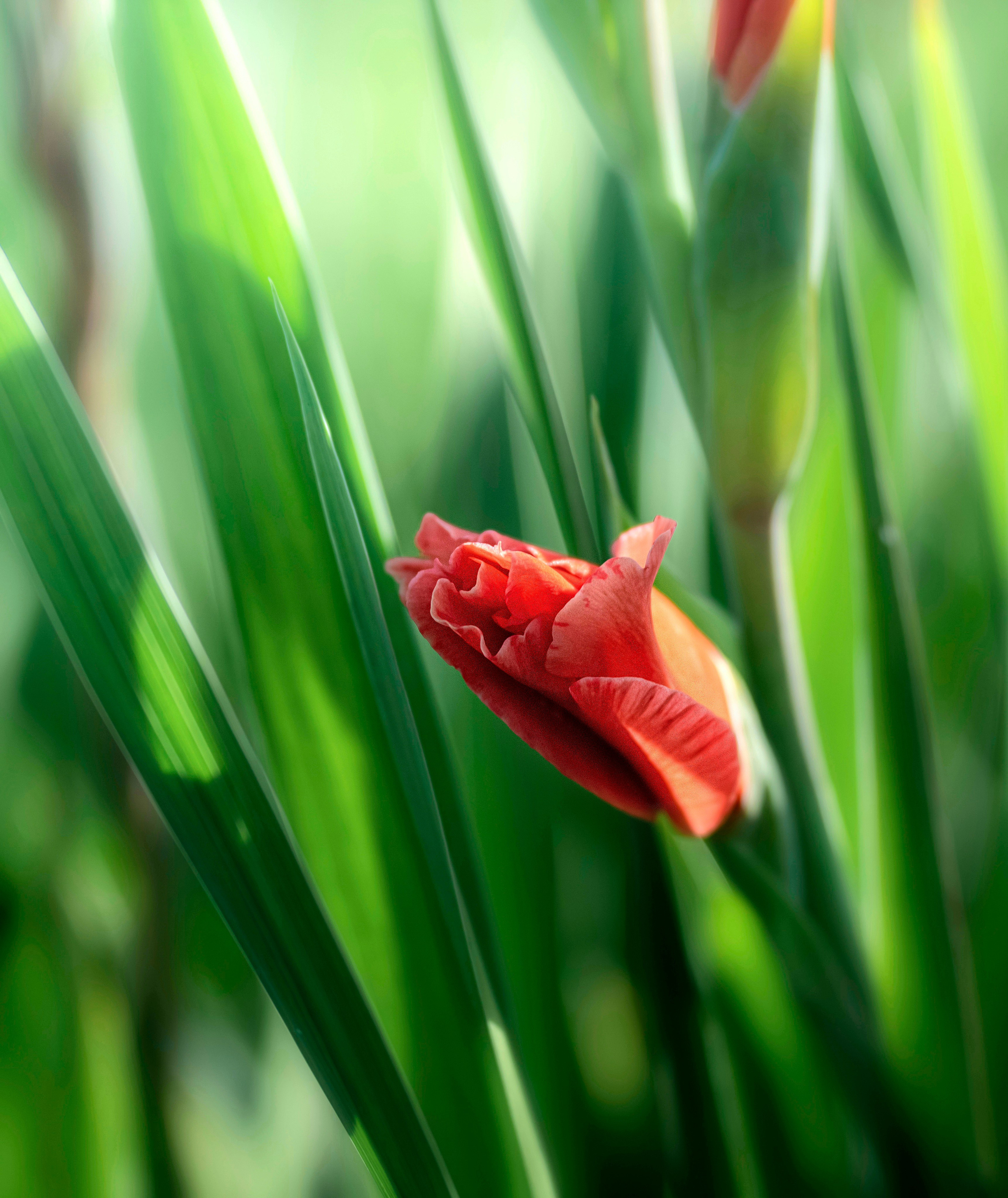 ЦВЕТЫ. LUKIN IGOR Photography