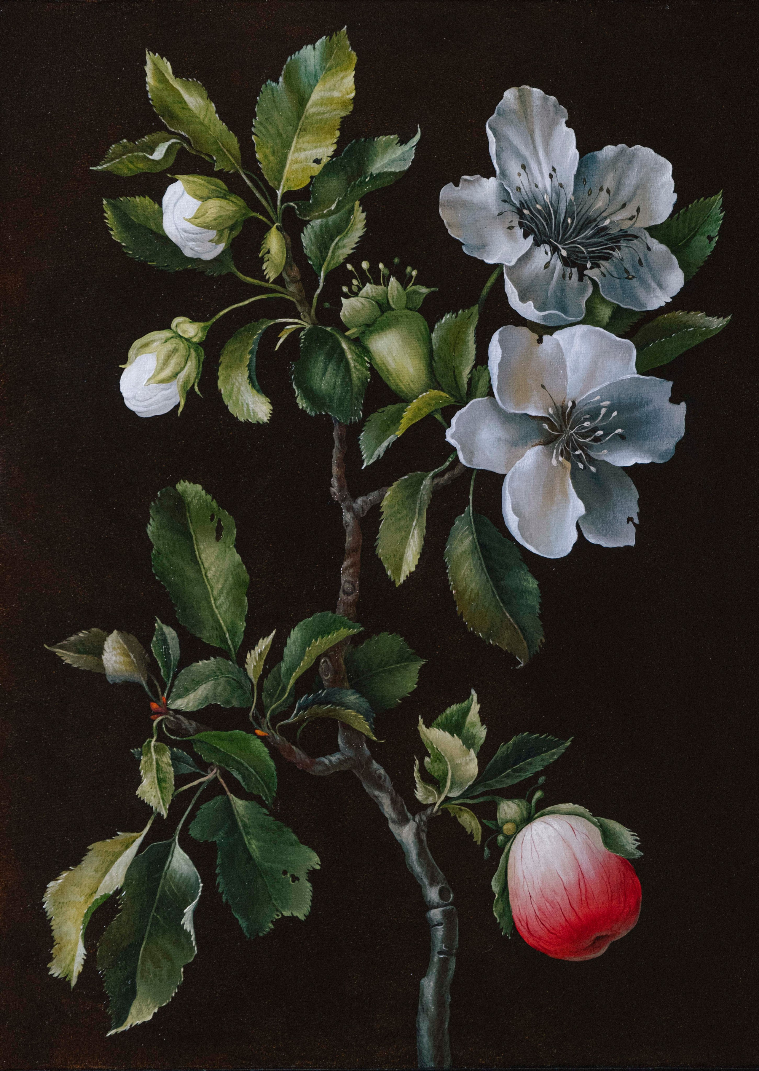 Apple tree Branch. ELEN BEZHEN